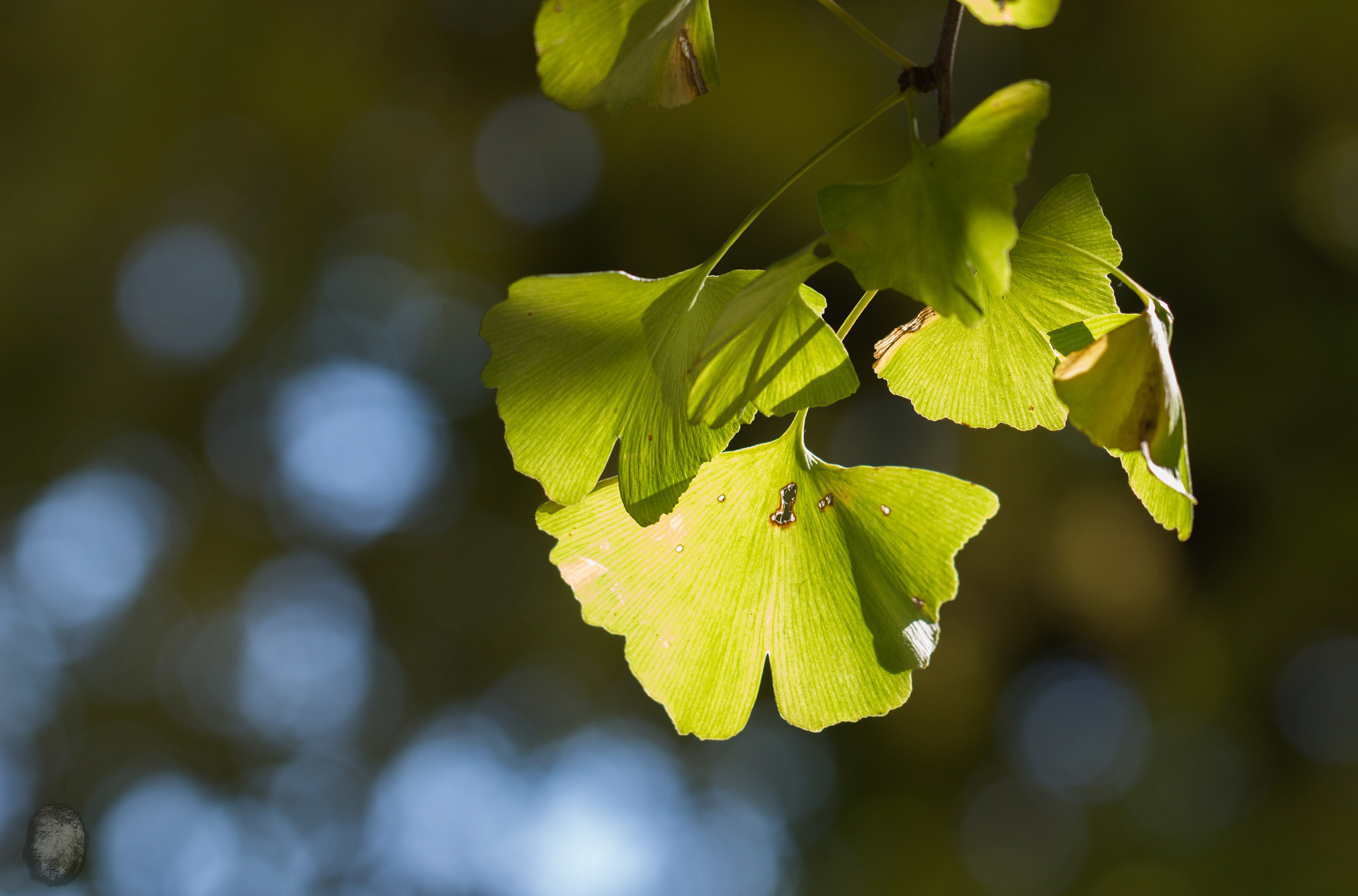Canon EOS 100D (EOS Rebel SL1 / EOS Kiss X7) sample photo. Ginkgo@titech photography