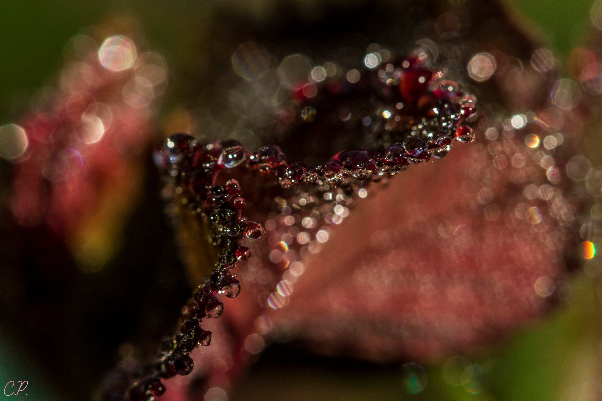 Canon EOS 1200D (EOS Rebel T5 / EOS Kiss X70 / EOS Hi) + Canon EF 100mm F2.8 Macro USM sample photo. The magic of the dew... photography