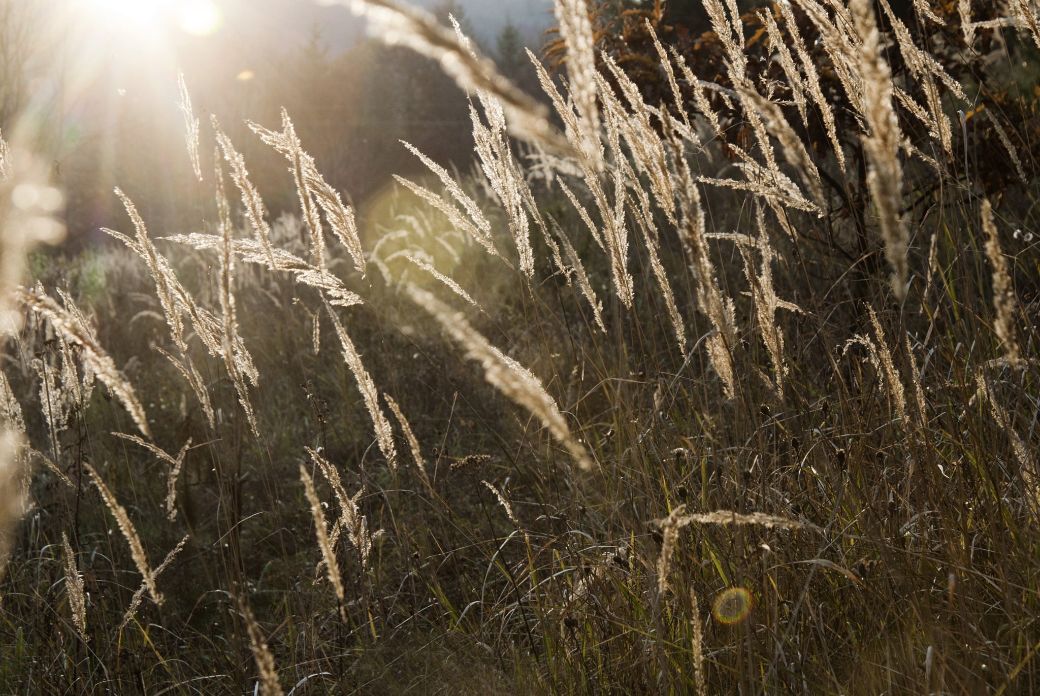 Nikon AF Nikkor 24-85mm F2.8-4D IF sample photo. Autumn photography