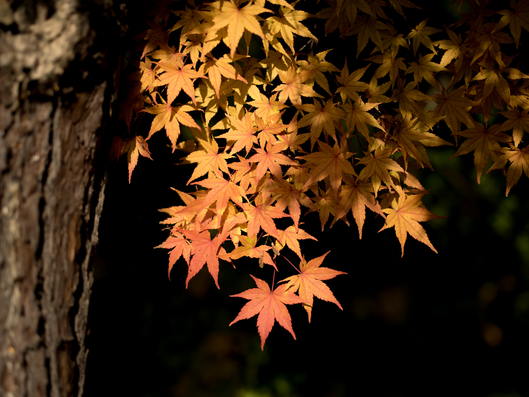 Pentax 645Z + HD Pentax D FA 645 Macro 90mm F2.8 ED AW SR sample photo