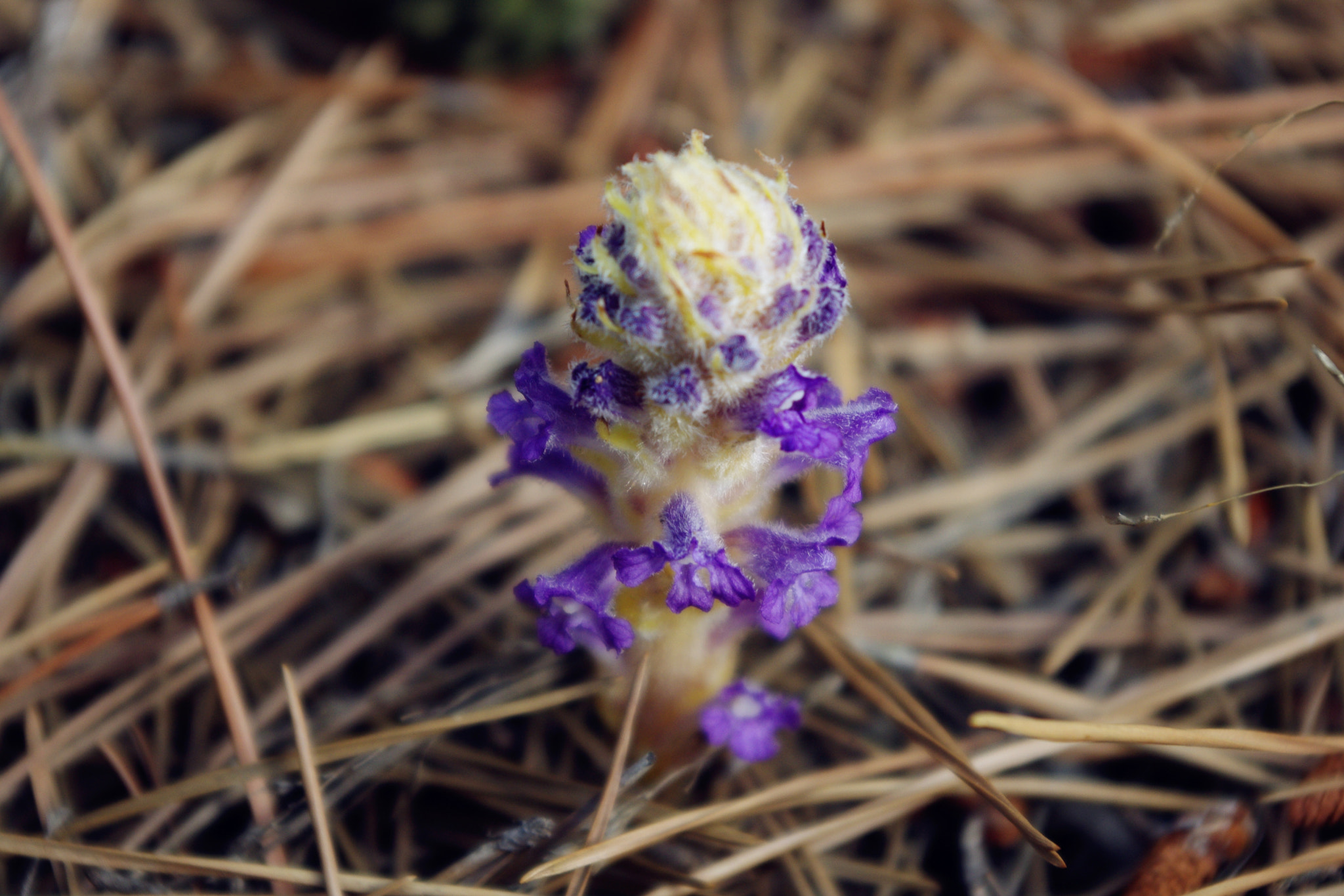 smc PENTAX-DA L 18-55mm F3.5-5.6 sample photo. Herb of russian boschniakia photography