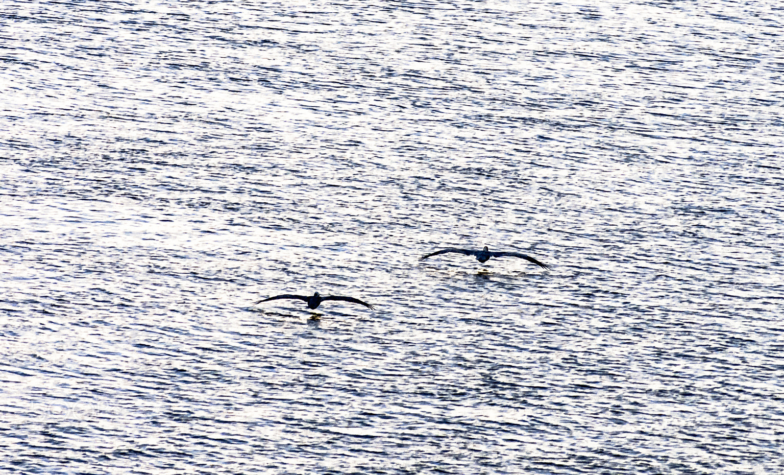 Sony SLT-A65 (SLT-A65V) + Sony DT 55-200mm F4-5.6 SAM sample photo. Pelicansed photography