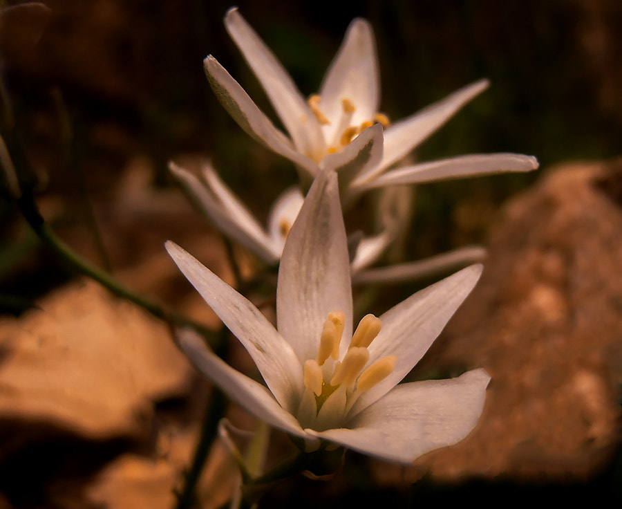 Olympus VR320,D725 sample photo. White flowers photography