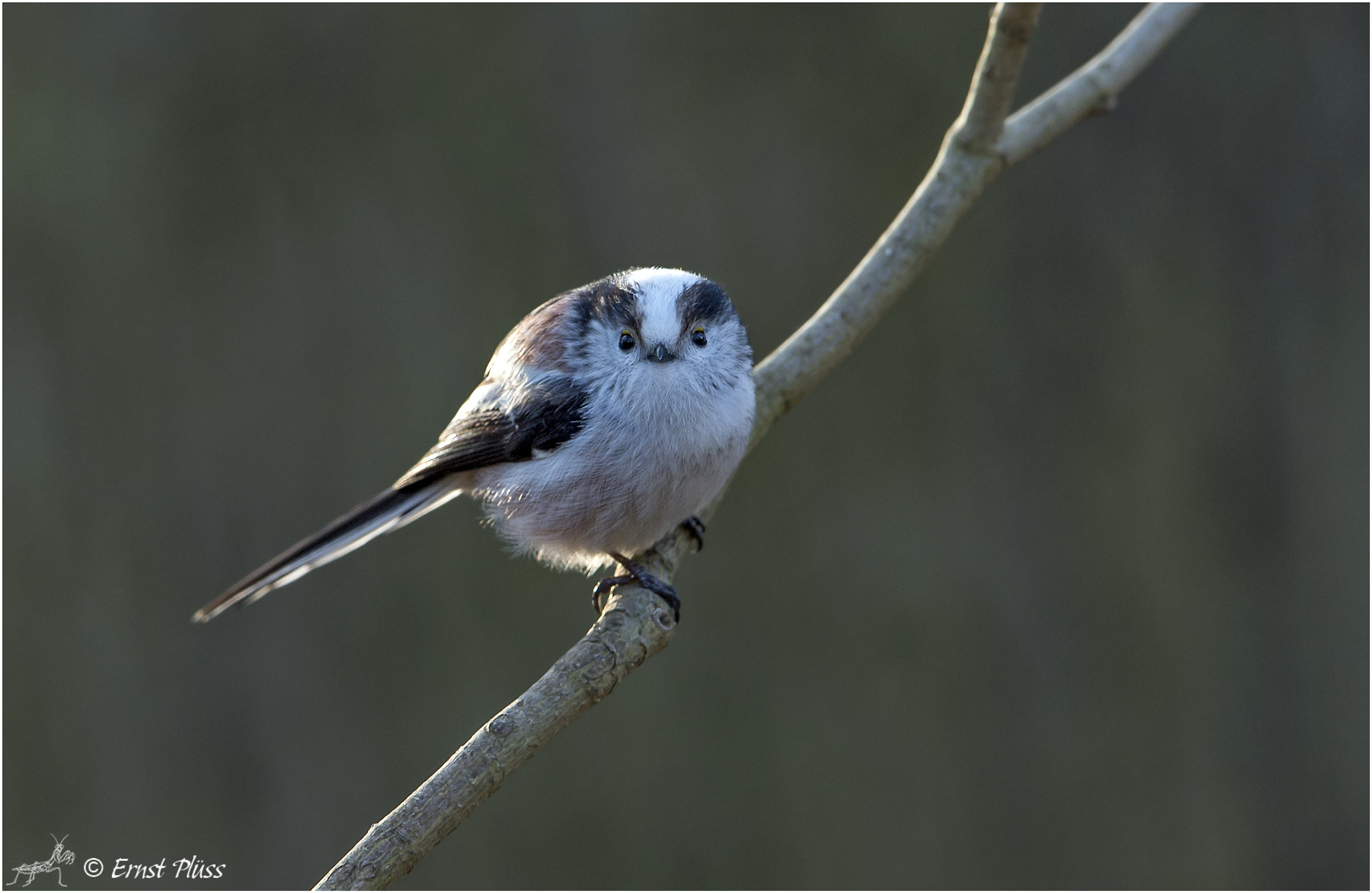 Nikon D4 sample photo. Long-tailed bushtit photography