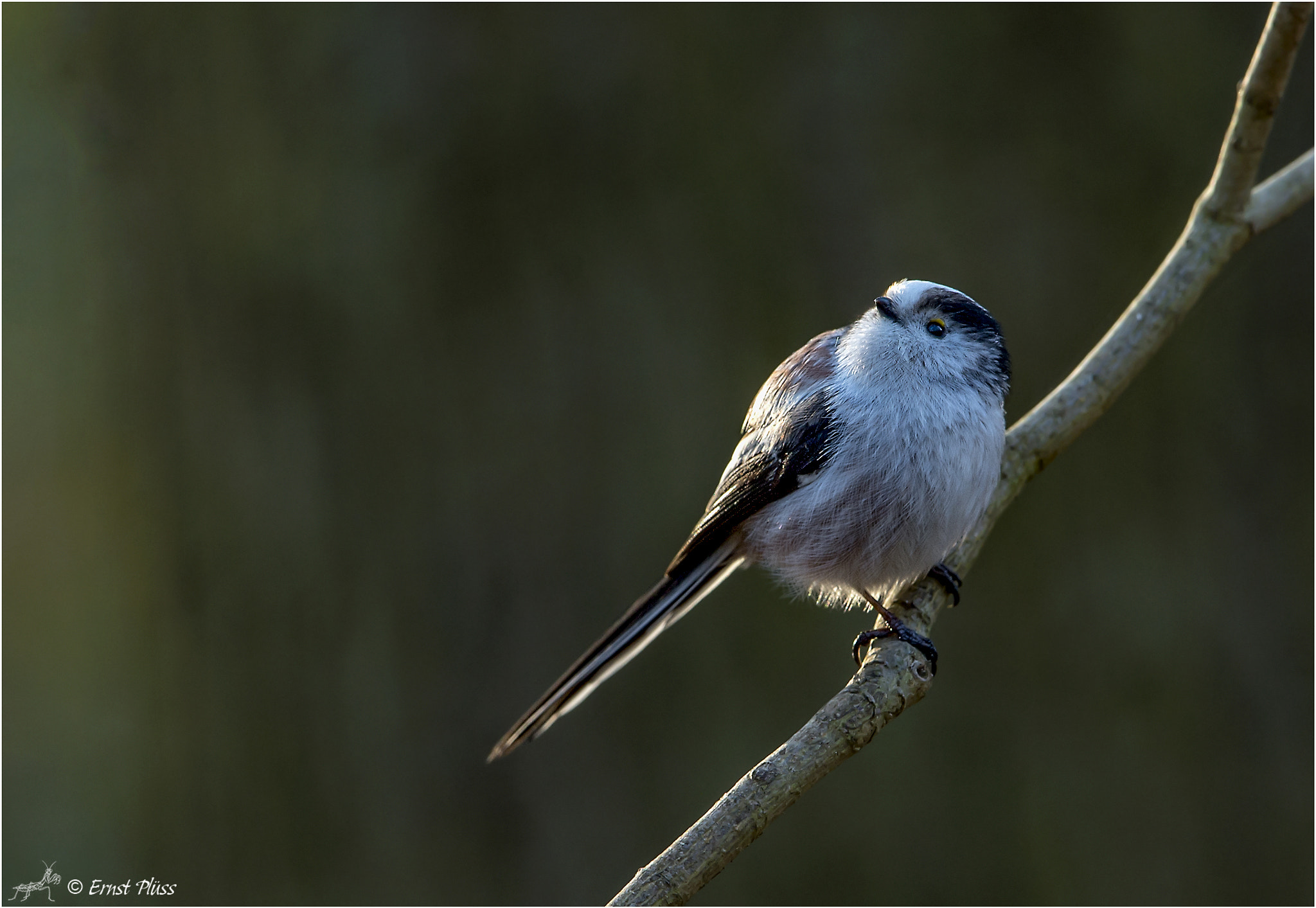 Nikon D4 sample photo. Long-tailed bushtit photography