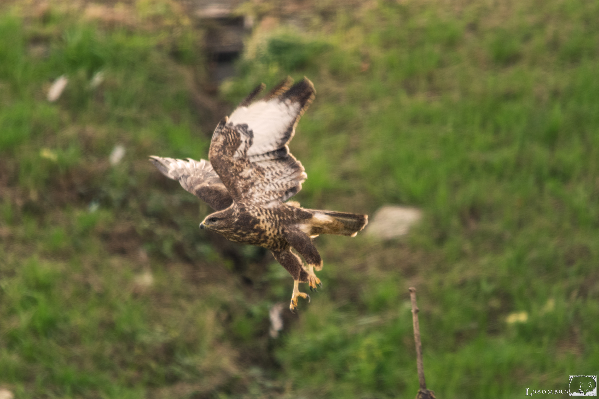 Sigma 150-500mm F5-6.3 DG OS HSM sample photo. Glade photography