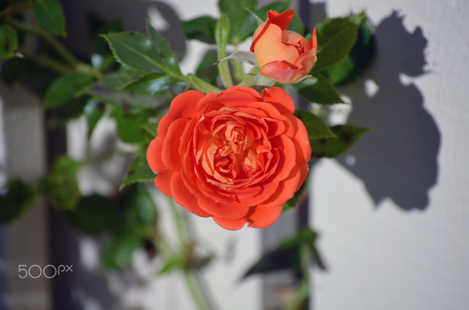 Nikon D5100 + Nikon AF Fisheye-Nikkor 16mm F2.8D sample photo. Red rose by tonnyfroyen.com photography
