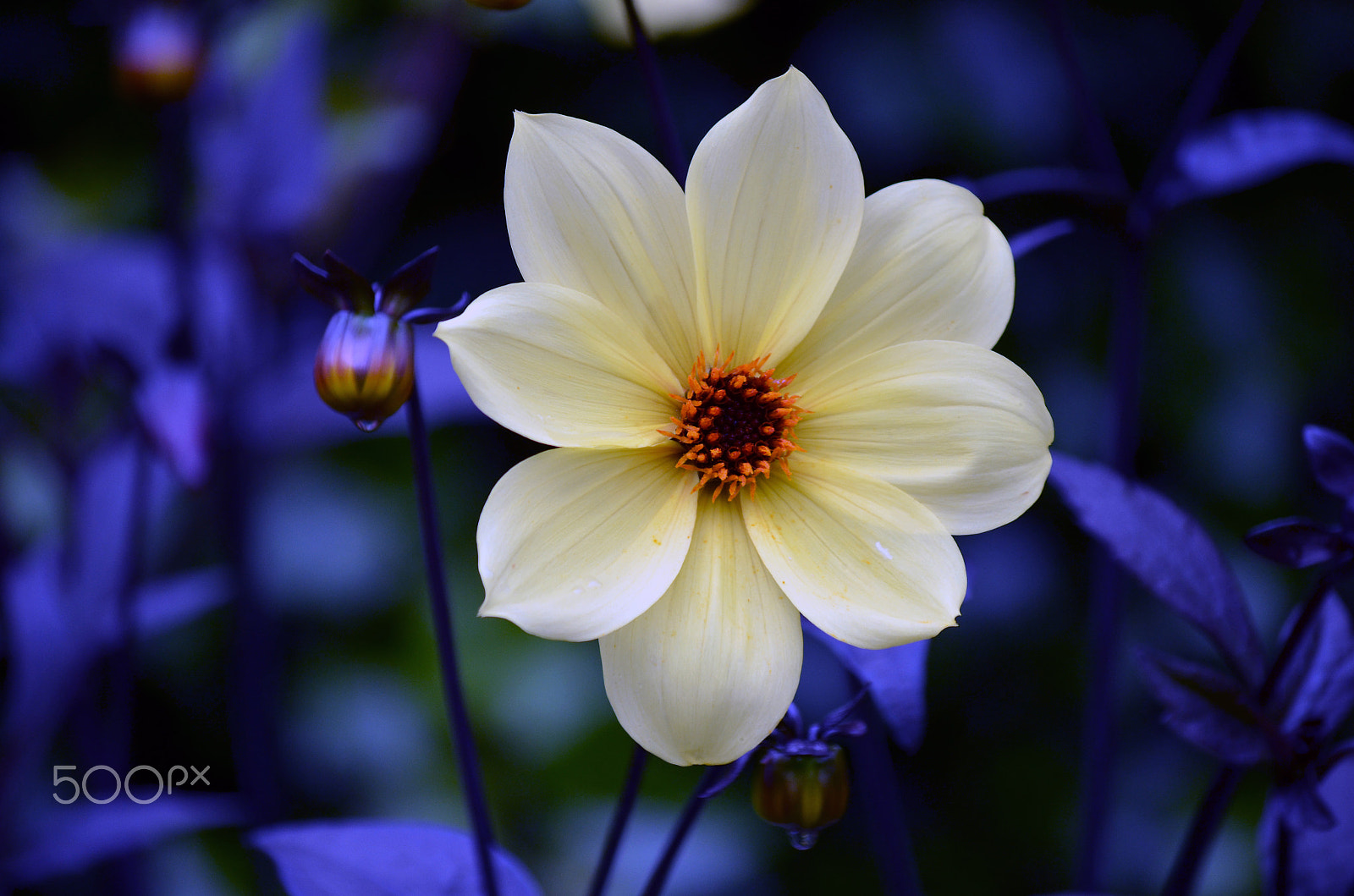 FSA-L2, EDG 65, 800mm F13 G sample photo. White flower i by tonnyfroyen.com photography