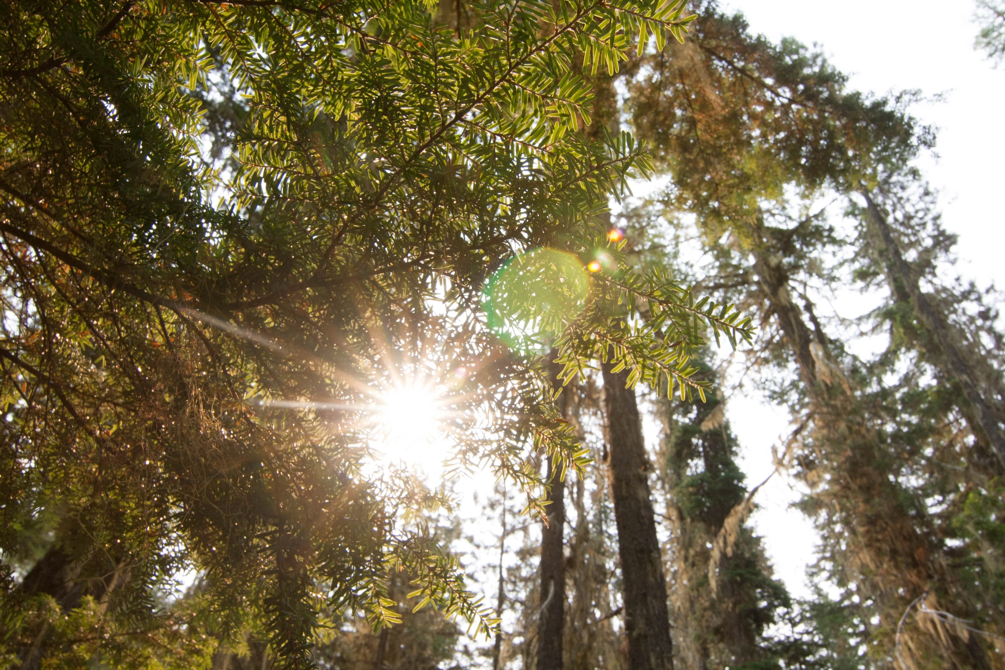 Canon EOS 1000D (EOS Digital Rebel XS / EOS Kiss F) sample photo. Hide and seek with the sun <3 photography