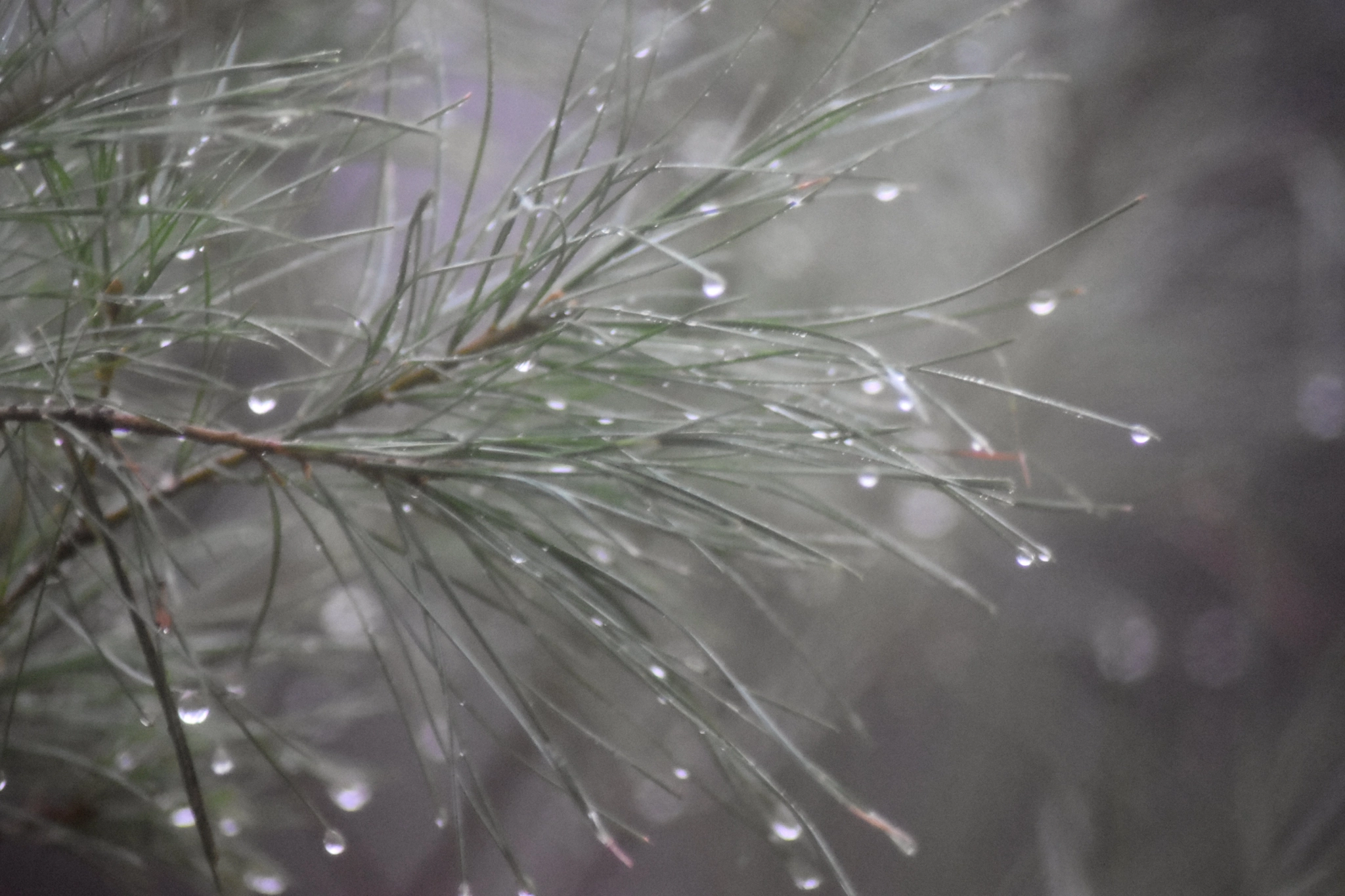 Nikon AF Nikkor 70-300mm F4-5.6G sample photo. Foggy white pine photography