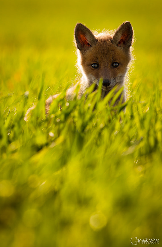 Canon EOS 50D + Canon EF 400mm F5.6L USM sample photo. A little foxy´s photography