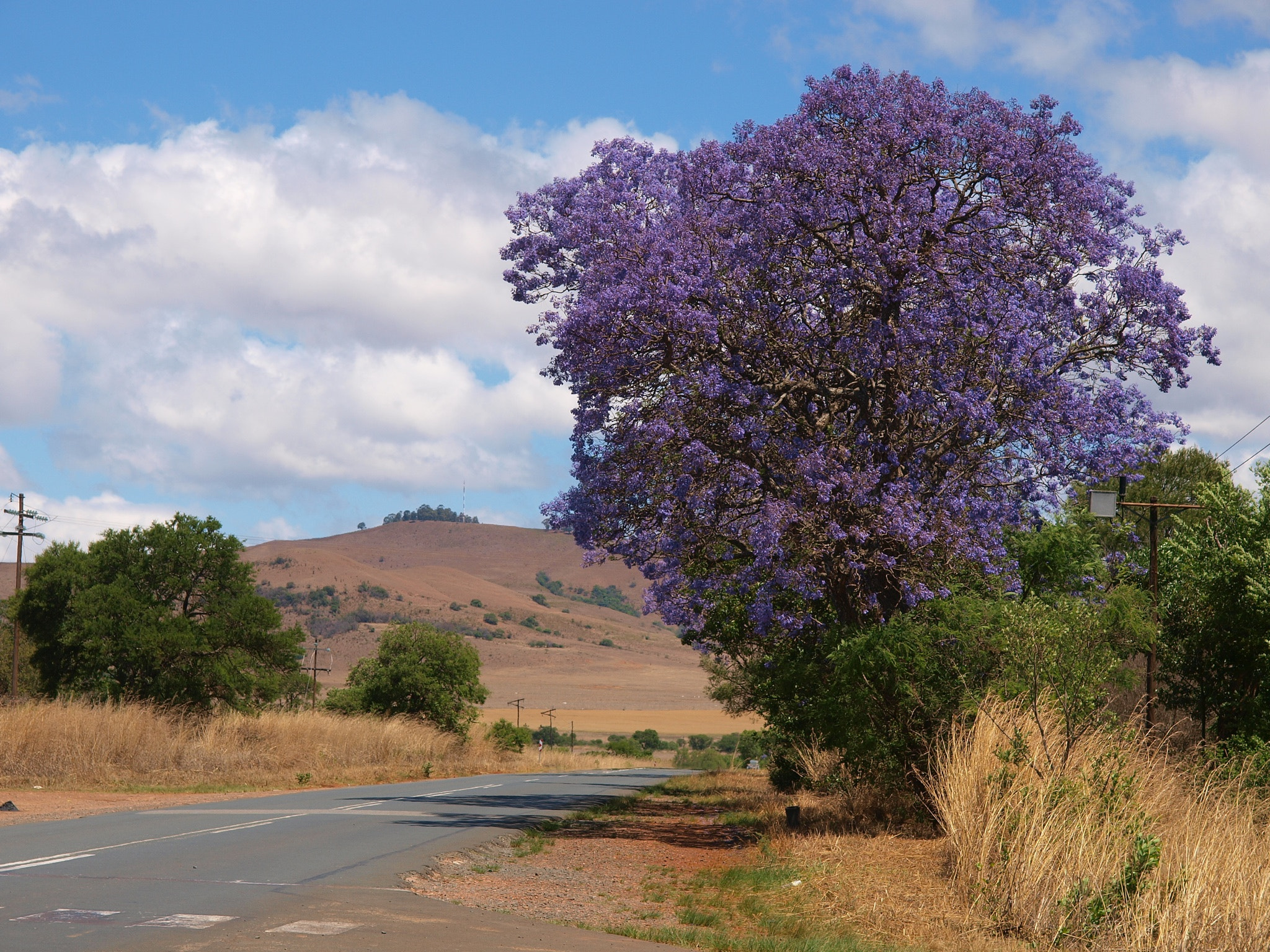 Olympus Zuiko Digital 14-54mm F2.8-3.5 sample photo. Jacaranda tree in south africa photography