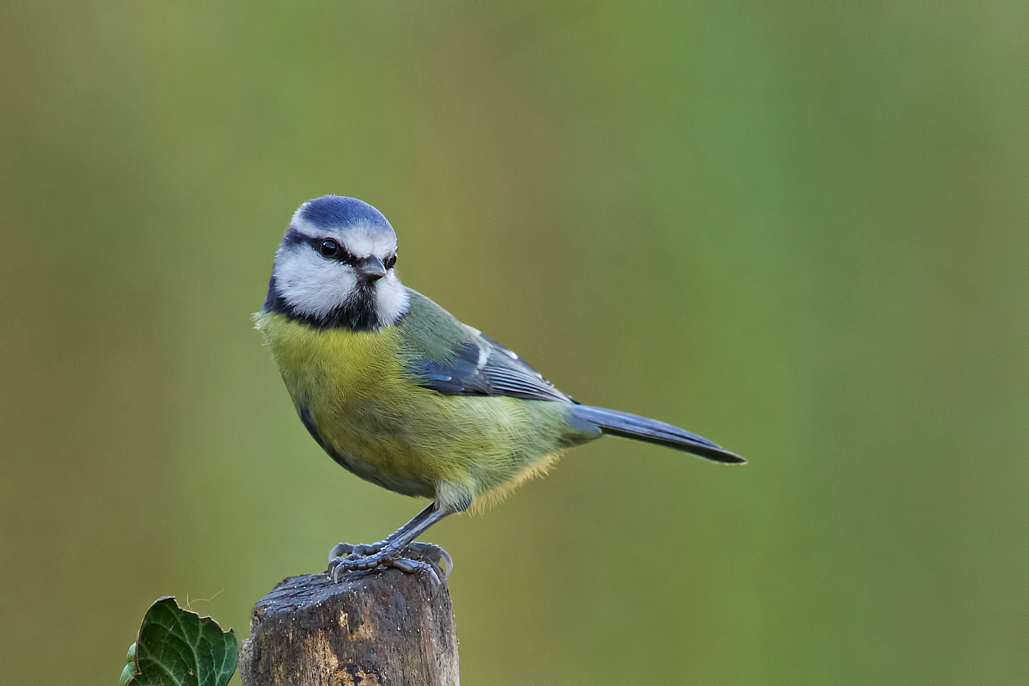 Sony a99 II + Minolta AF 300mm F2.8 HS-APO G sample photo. Blue tit photography