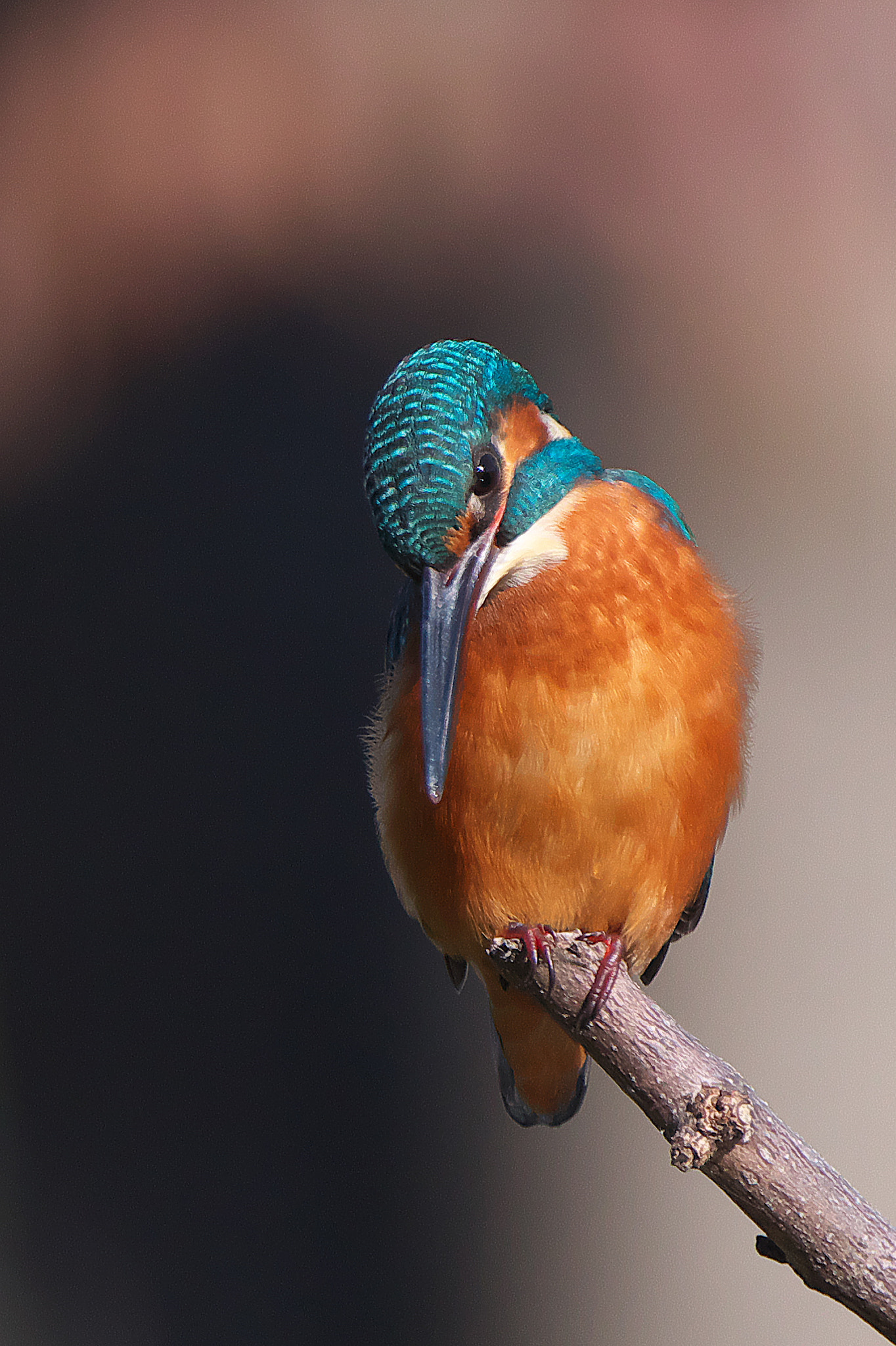 Canon EF 300mm F2.8L IS USM sample photo. Kingfhiser photography