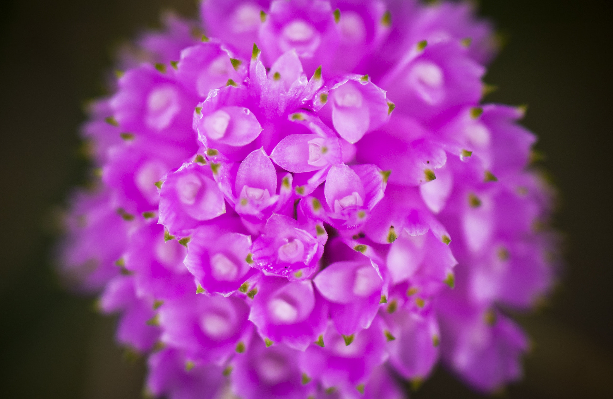 Nikon D70s sample photo. Blossom photography