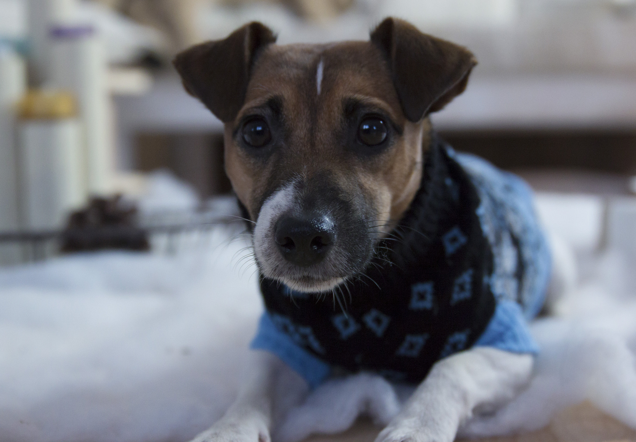 Canon EF 24-70mm F2.8L II USM sample photo. Цезий photography