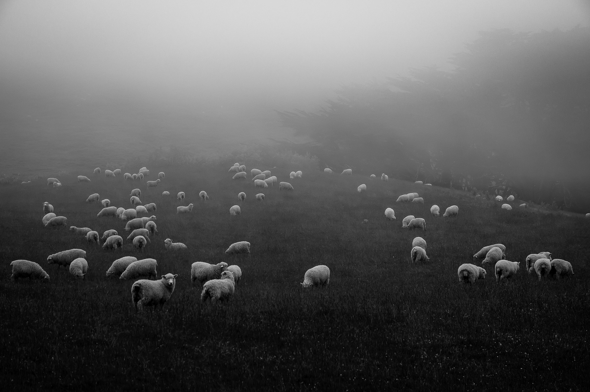 Sony SLT-A37 sample photo. Sheeps photography