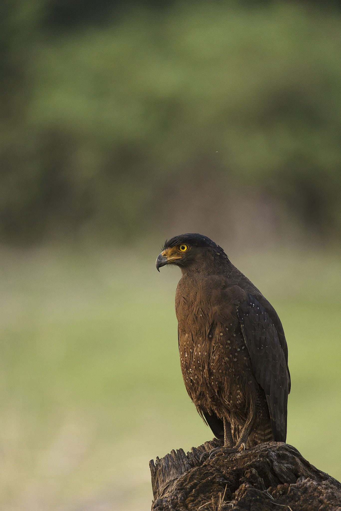 Canon EF 200-400mm F4L IS USM Extender 1.4x sample photo. Serpent eagle photography