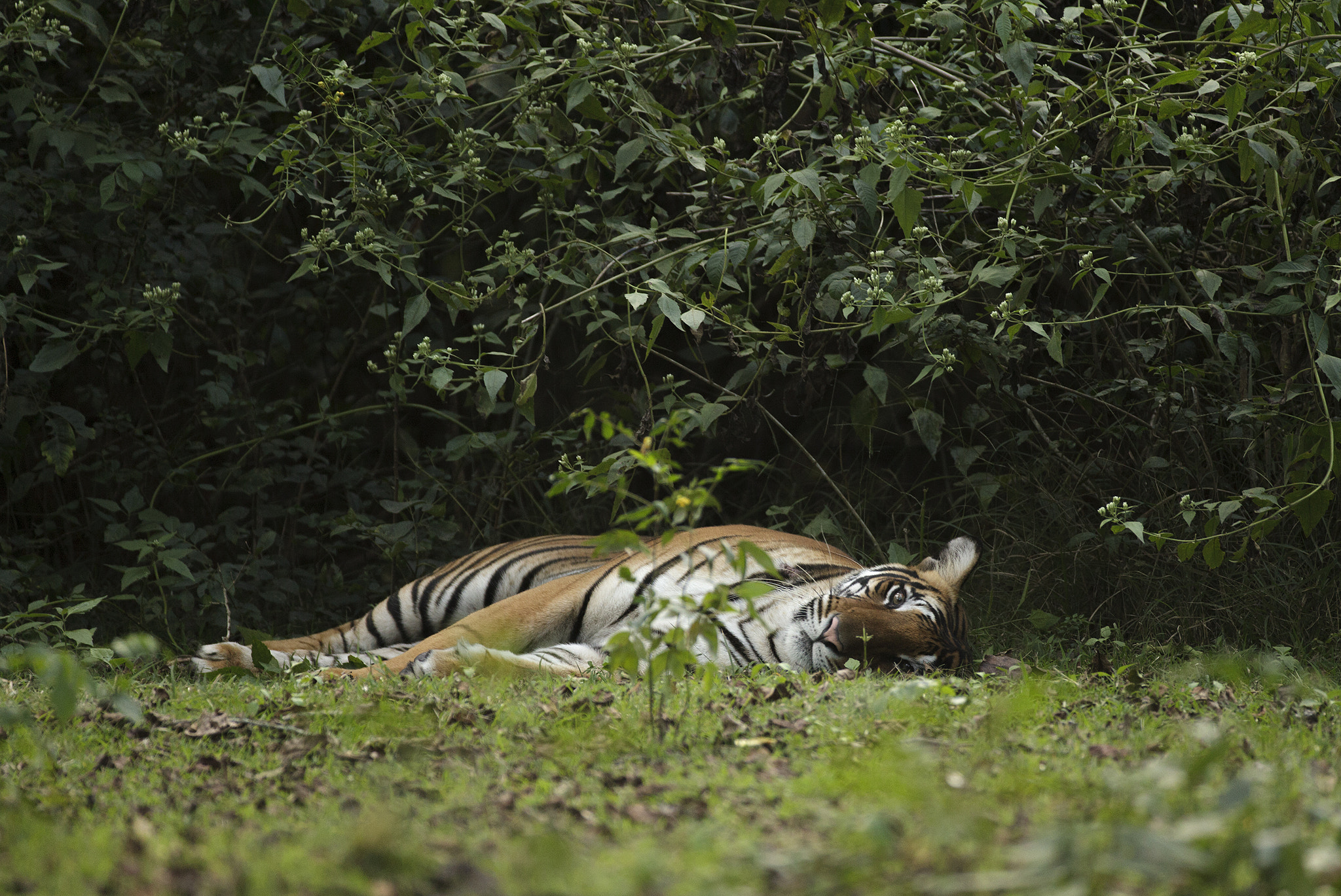 Canon EF 200-400mm F4L IS USM Extender 1.4x sample photo. Tigeress photography