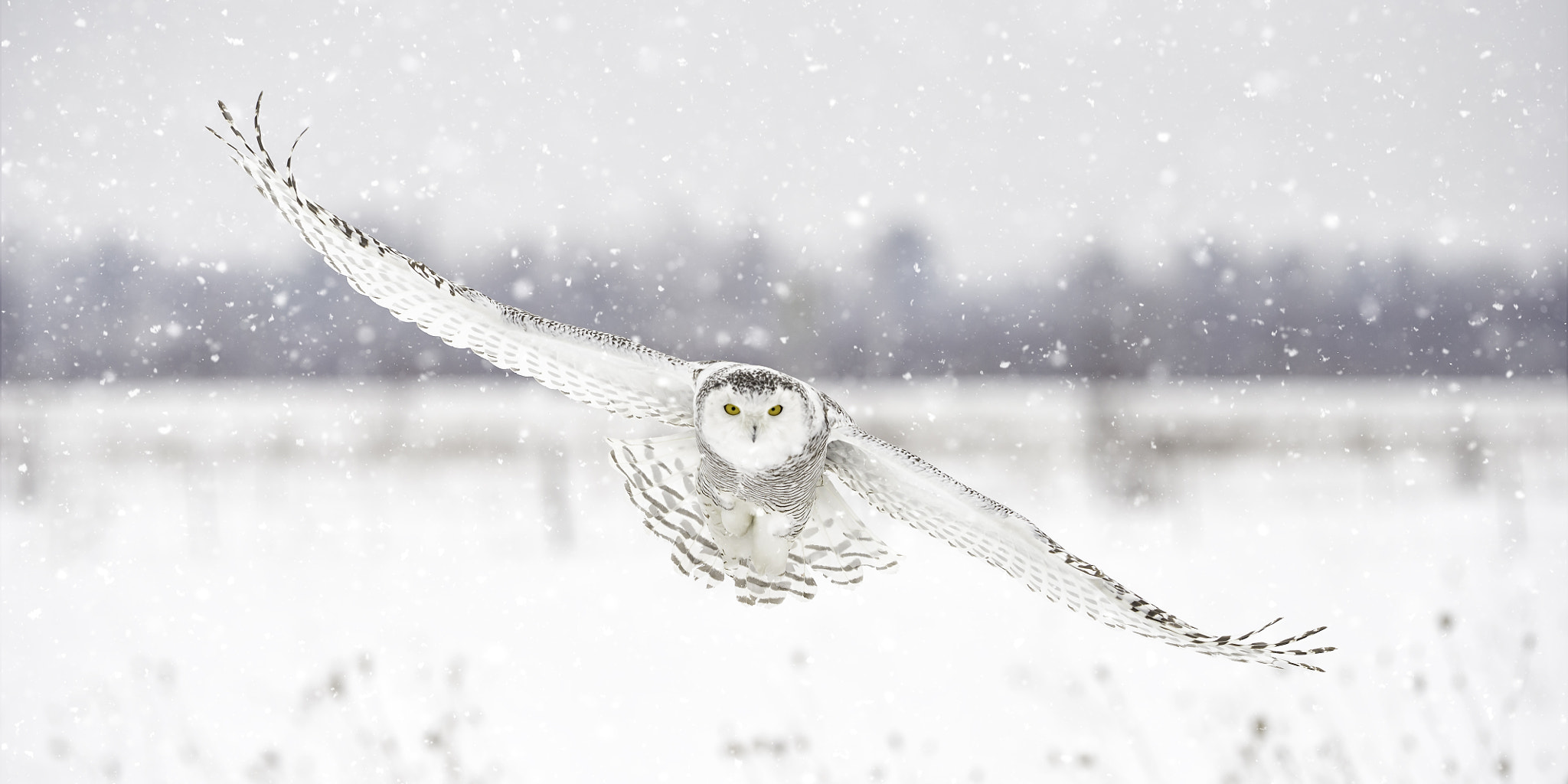Nikon AF-S Nikkor 200mm F2G ED VR II sample photo. Snowy through snow... photography