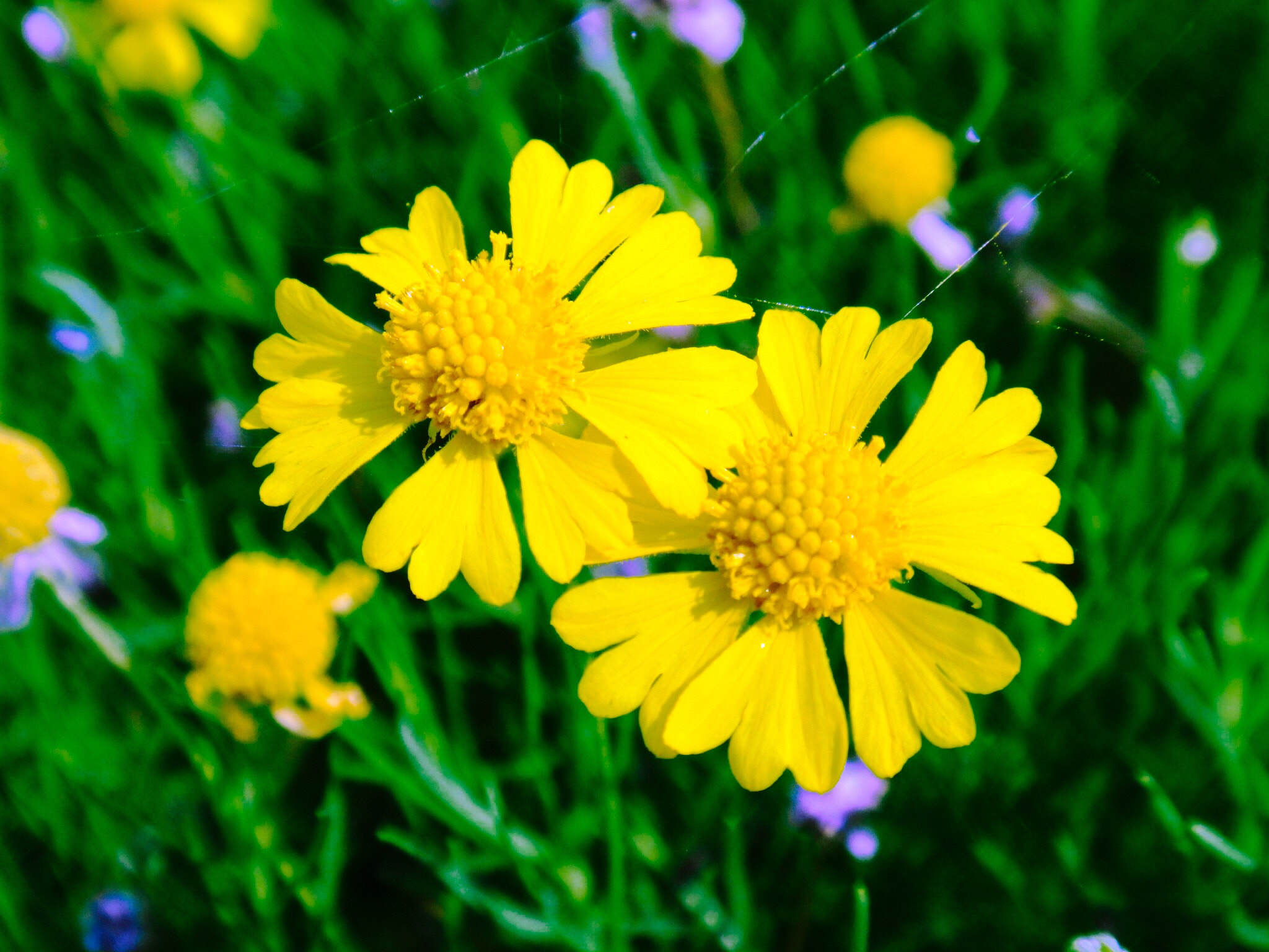 Sony DSC-T110 sample photo. Yellow small flower! photography