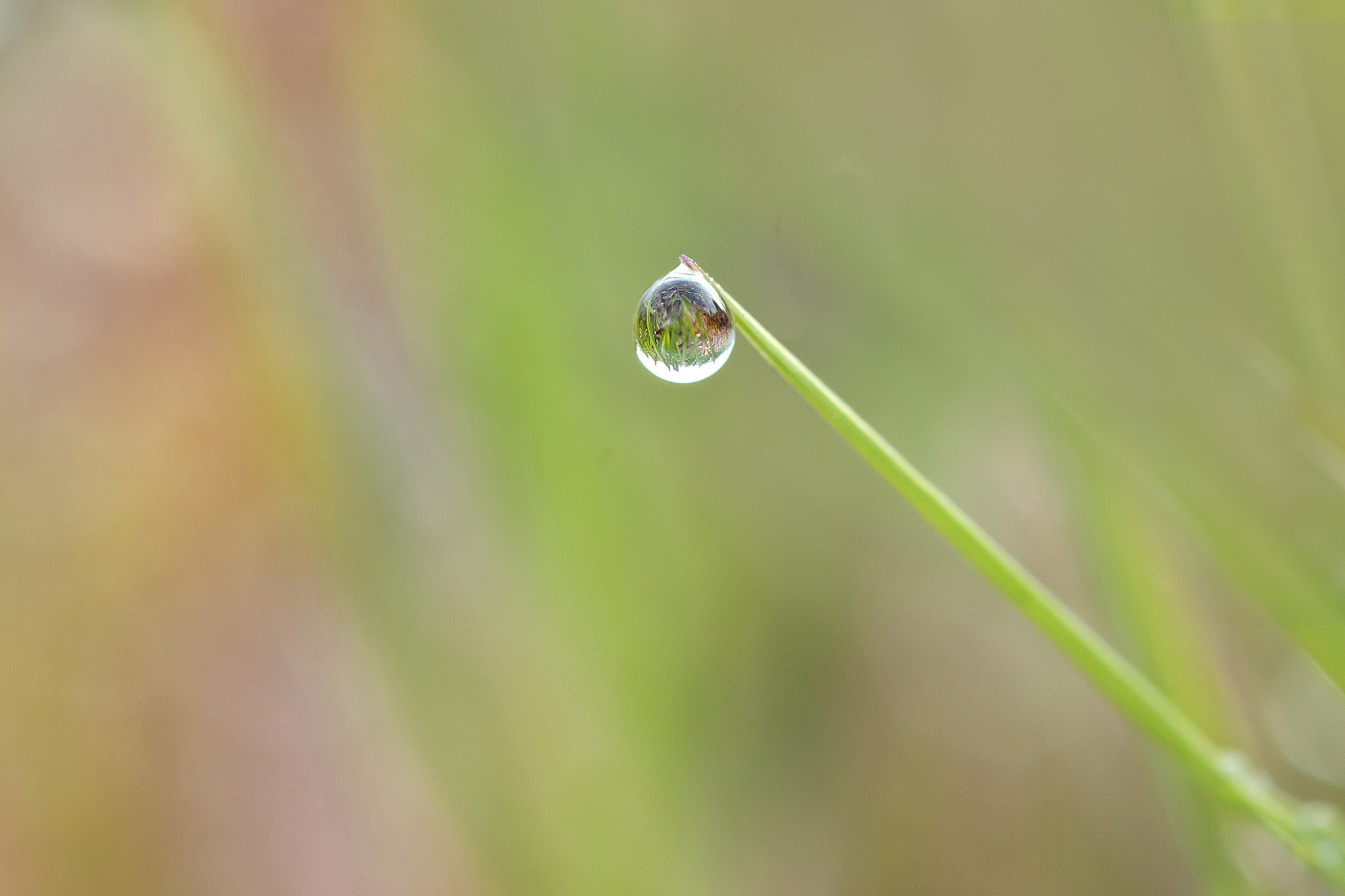 Canon EOS 50D + Canon EF 100mm F2.8 Macro USM sample photo. X photography