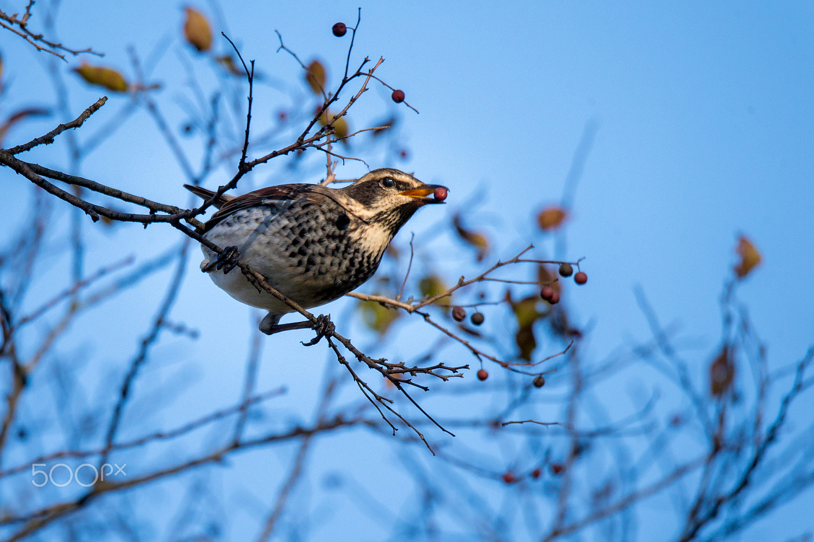 Sigma 150-600mm F5-6.3 DG OS HSM | C sample photo. His favorite breakfast photography