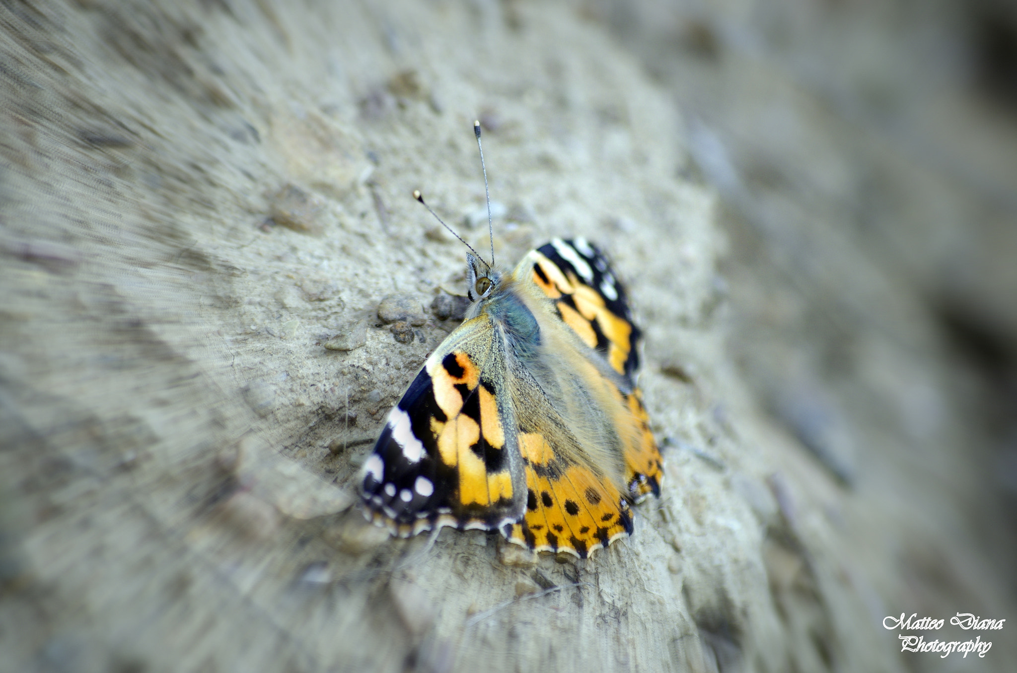smc PENTAX-DA L 50-200mm F4-5.6 ED sample photo. Vanessa cardui (linnaeus, 1758) photography