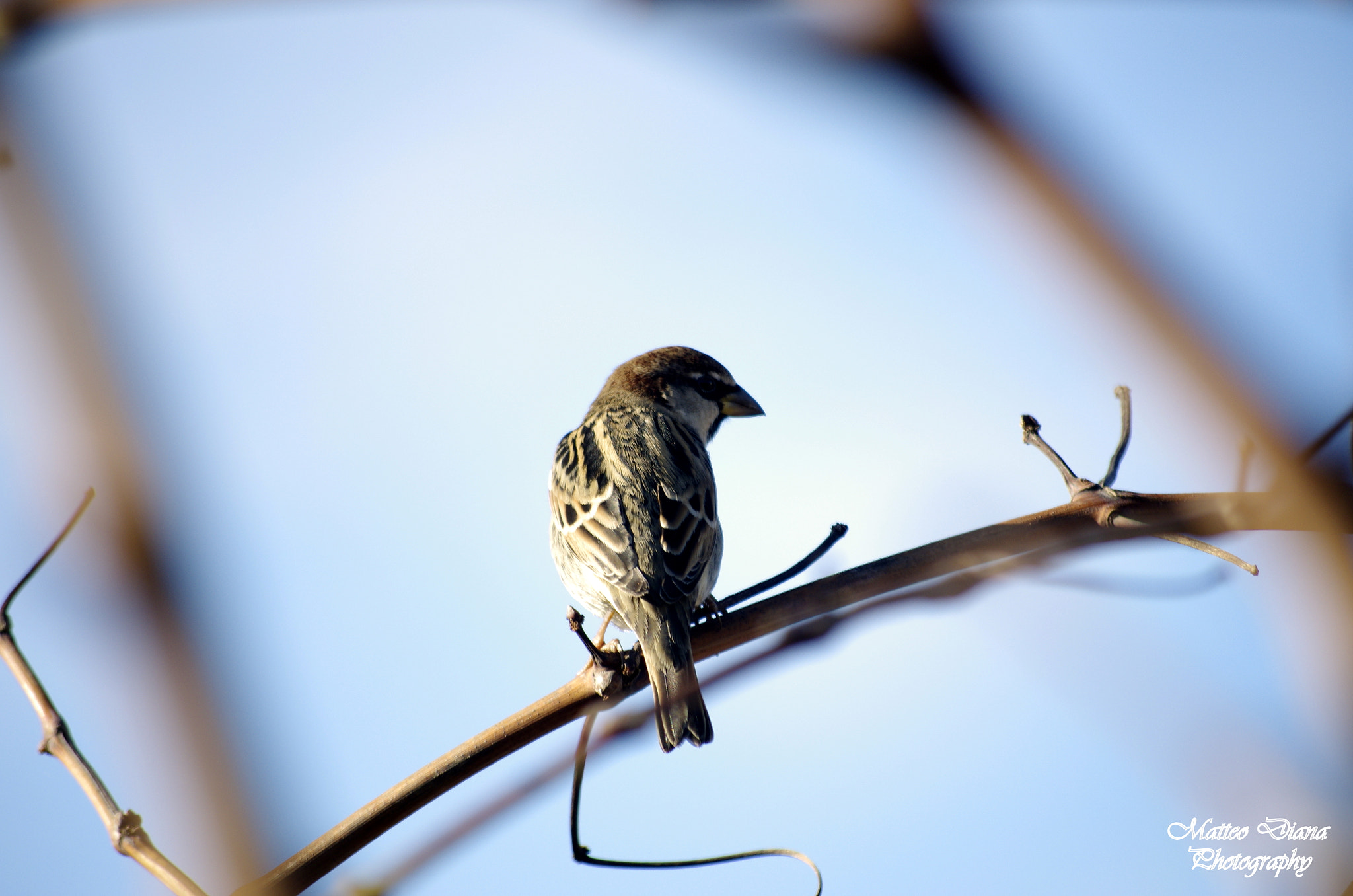 smc PENTAX-DA L 50-200mm F4-5.6 ED sample photo. Passer hispaniolensis temminck, 1820 photography