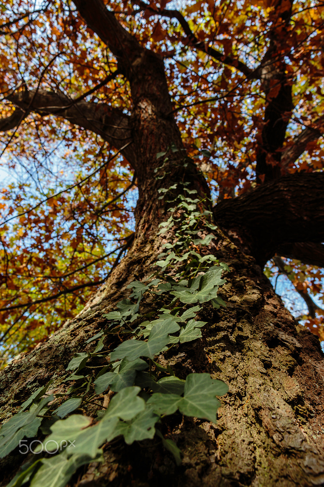 Canon EOS 650D (EOS Rebel T4i / EOS Kiss X6i) sample photo. Autumn colors photography