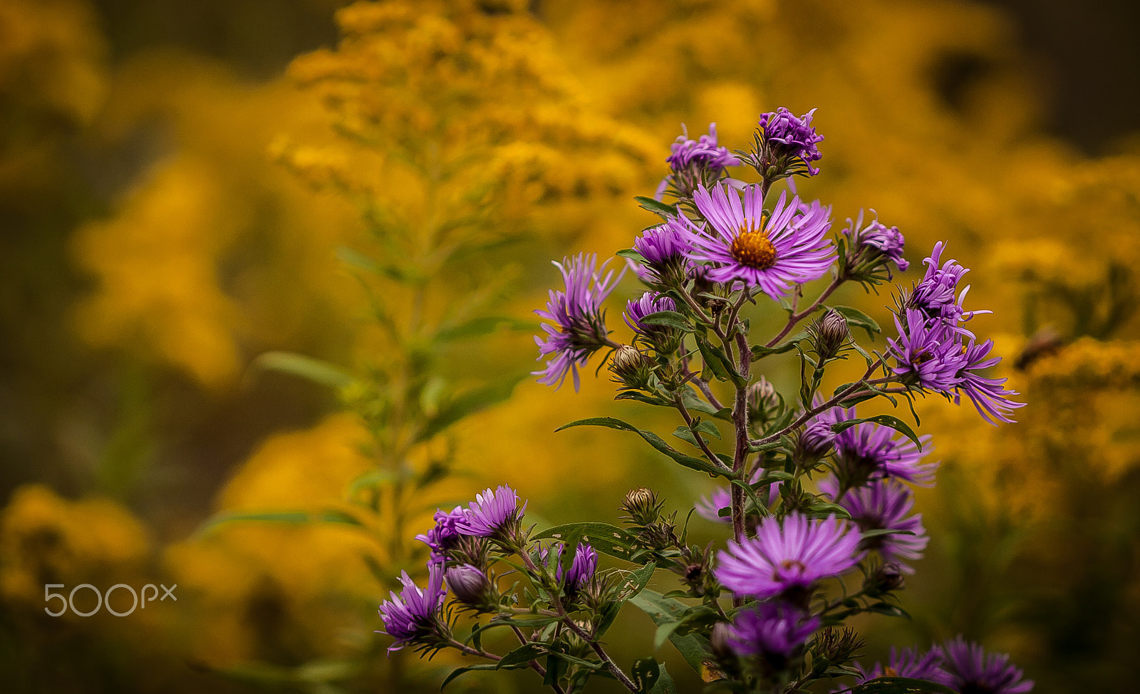 Canon EOS 40D + Canon EF 100mm F2.8 Macro USM sample photo. Pretty weeds photography