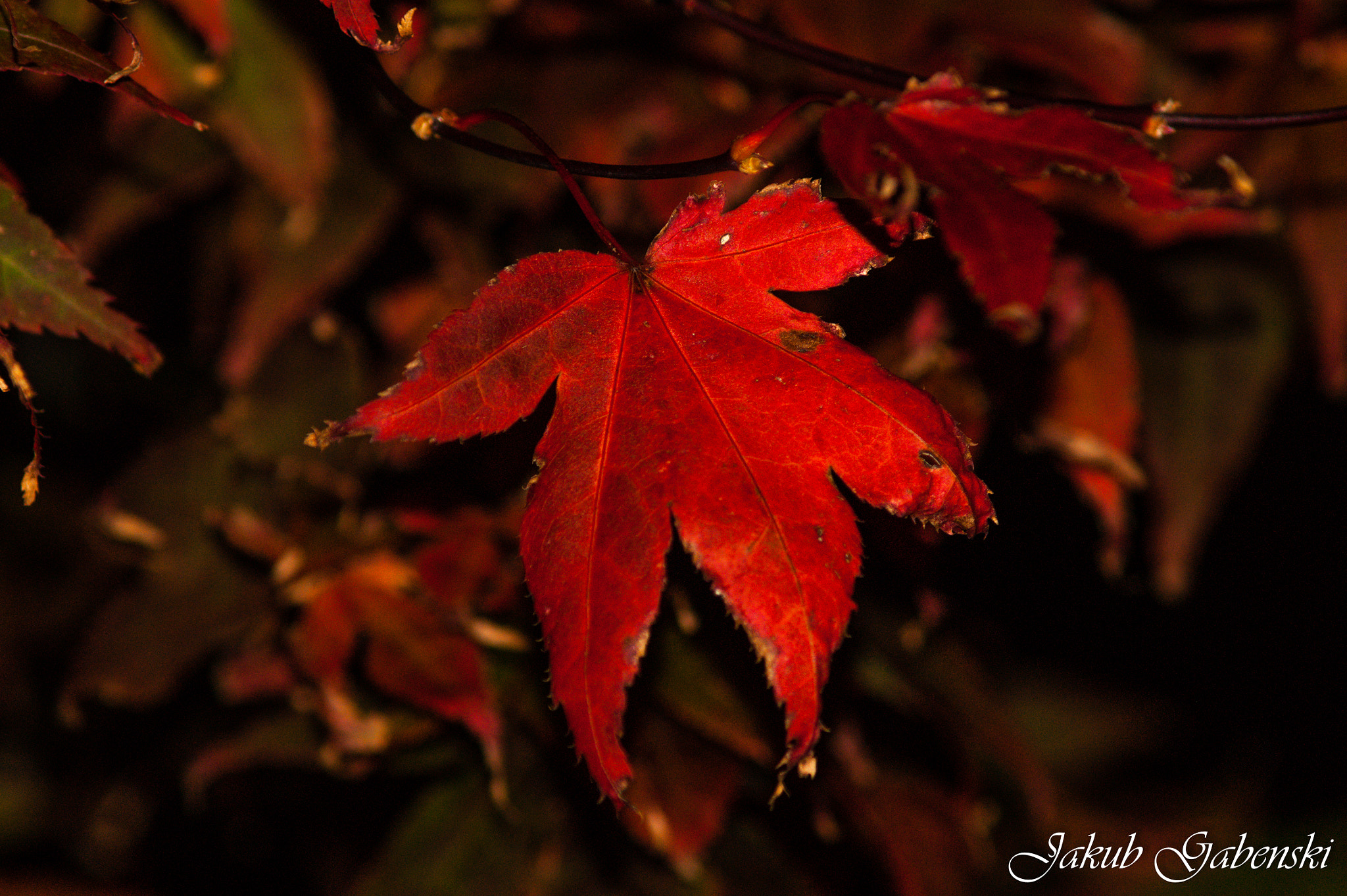 Sony Alpha DSLR-A390 + Minolta AF 70-210mm F4 Macro sample photo. Leaves photography