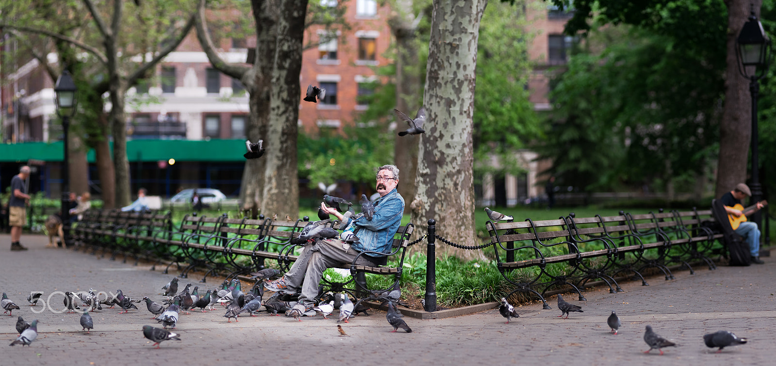 Nikon D800E + Nikon AF Nikkor 180mm F2.8D ED-IF sample photo. New york's man's pigeons modifier photography