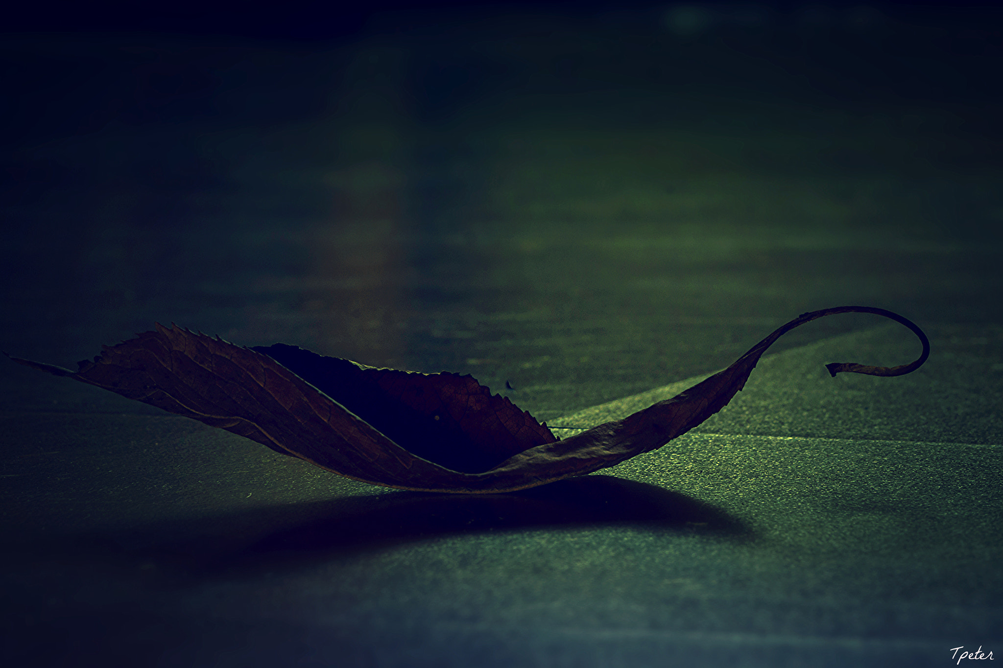 Canon EOS 600D (Rebel EOS T3i / EOS Kiss X5) + Canon EF 100mm F2.8 Macro USM sample photo. Aladdin's magic lamp tree leaves photography