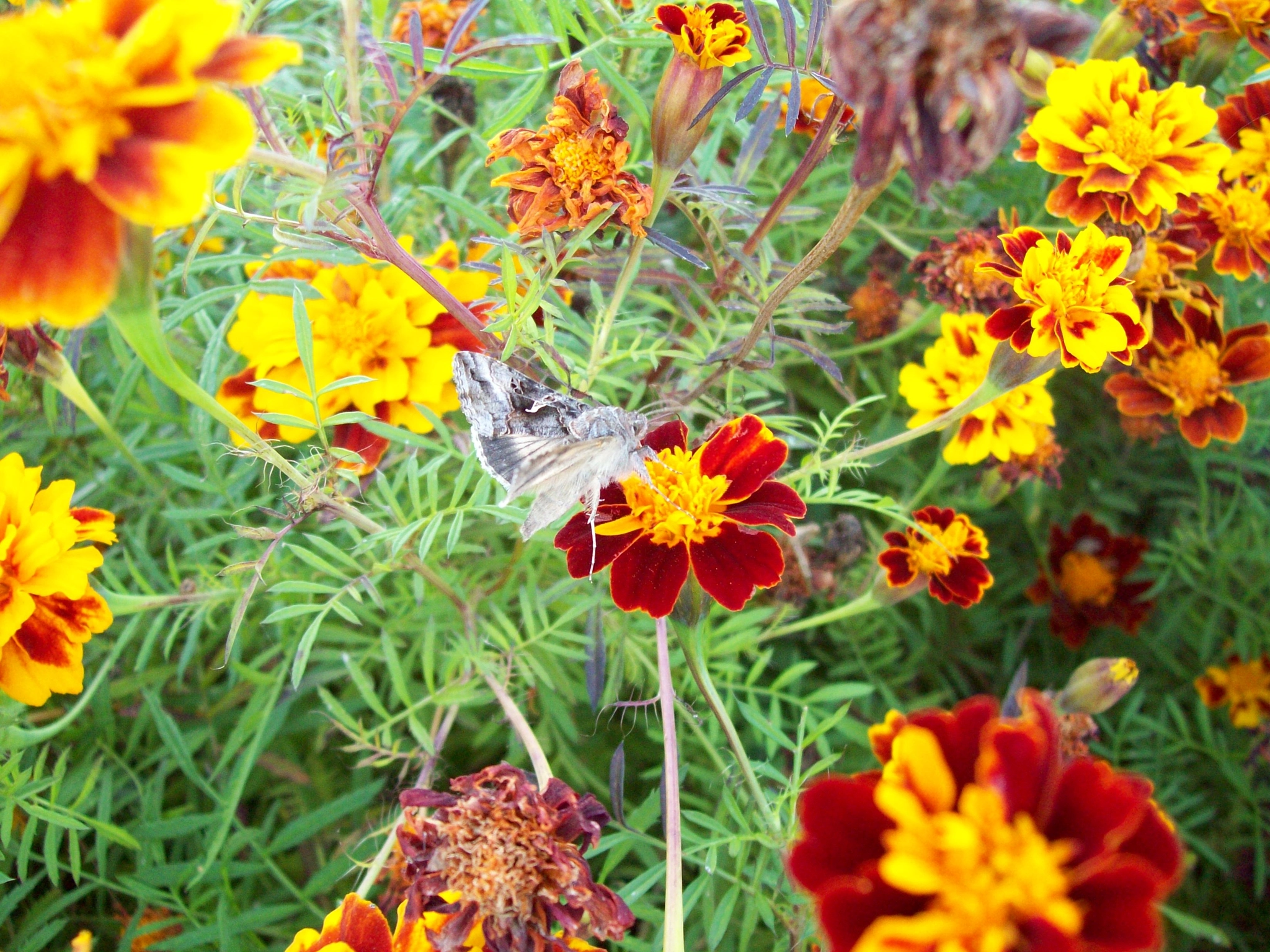 Kodak EASYSHARE C813 ZOOM DIGITAL CAMERA sample photo. Flowers and butterfly photography