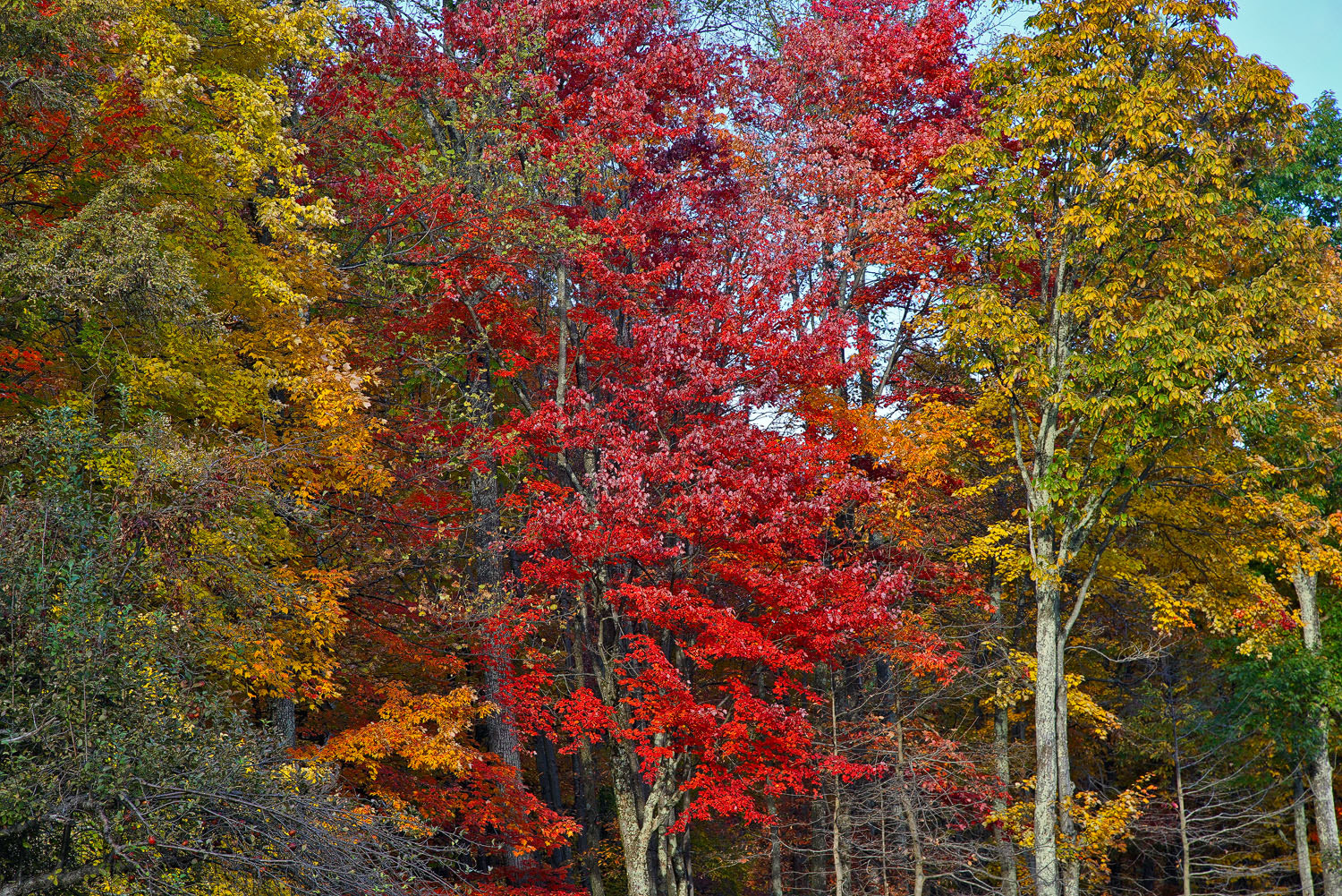 24-105mm F4 G SSM OSS sample photo. Rainbow woods photography
