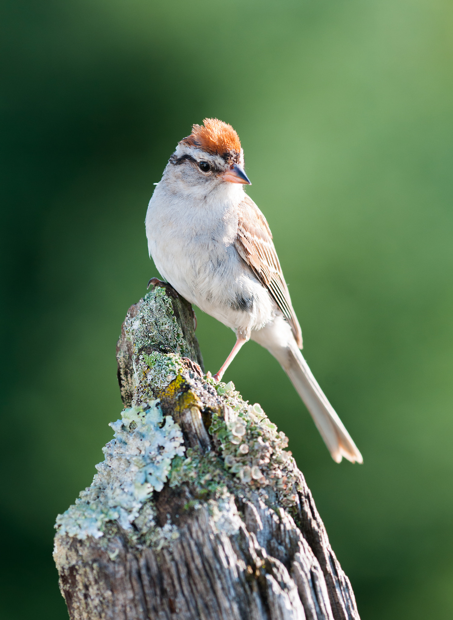 Nikon D300S + Nikon AF Micro-Nikkor 200mm F4D ED-IF sample photo. Bruant familier, spinelle passera,chipping sparrow photography