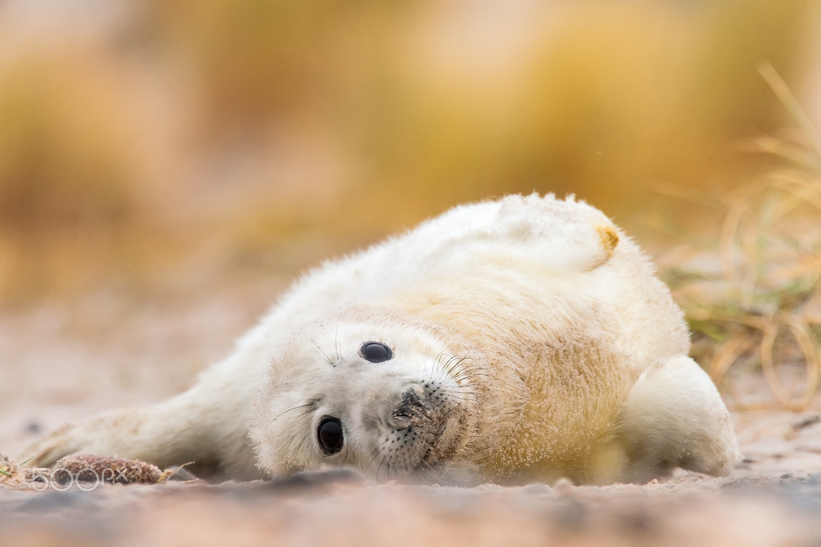 Sigma 120-300mm F2.8 EX DG HSM sample photo. Grey seal ( two weeks old) photography