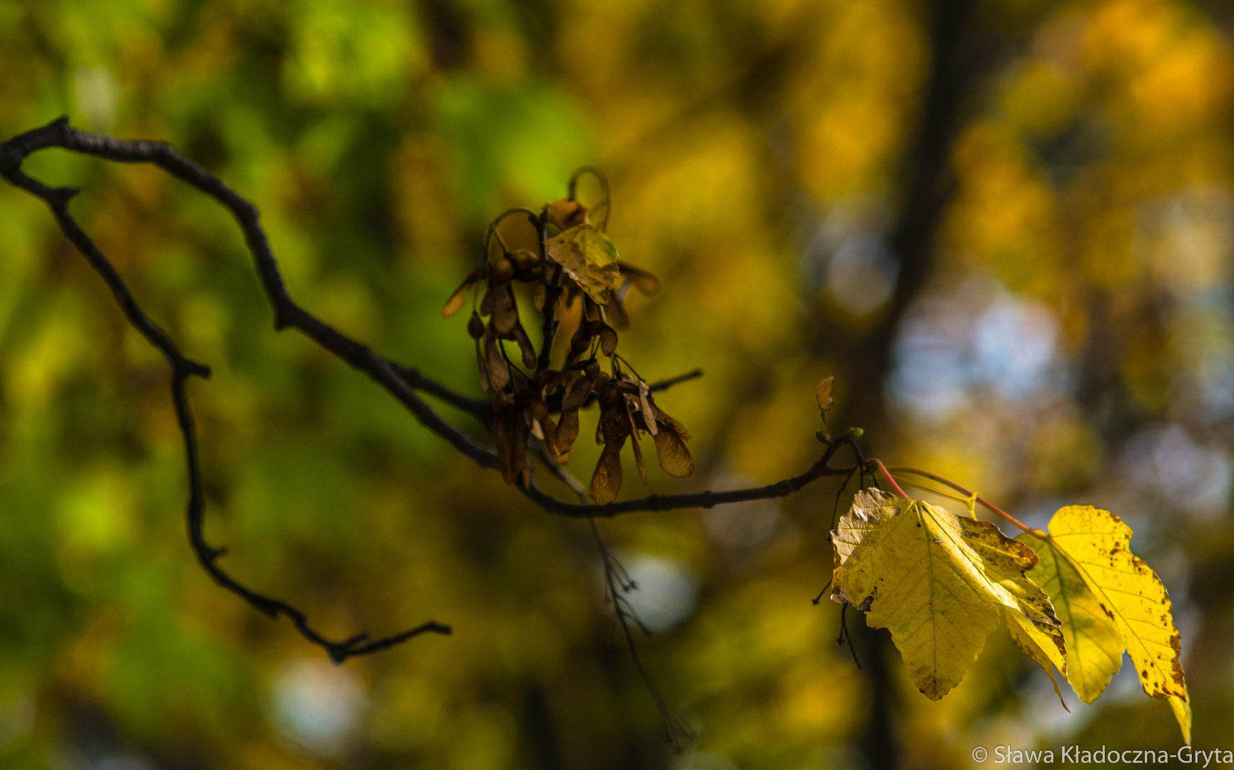 Nikon D7100 + AF Zoom-Nikkor 70-210mm f/4 sample photo. Autumn photography