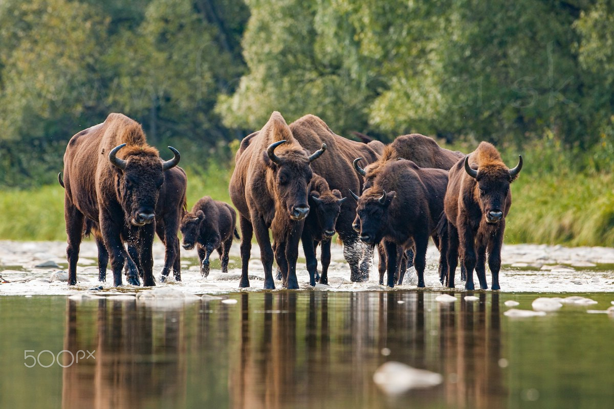 Canon EOS 5D + Canon EF 400mm F2.8L IS USM sample photo. Wild and majestic photography