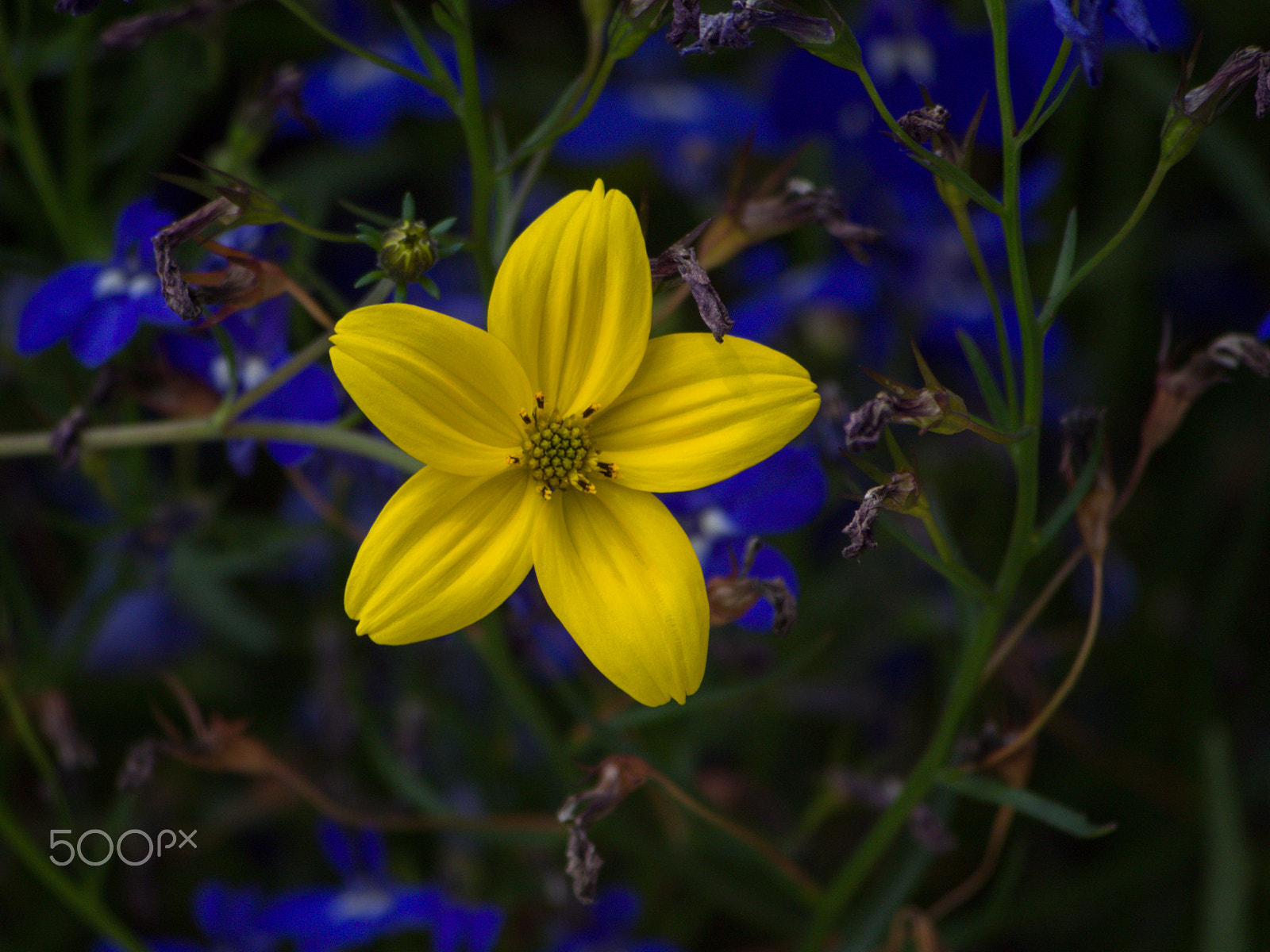 Olympus PEN E-PL5 sample photo. Yellow asteraceae photography