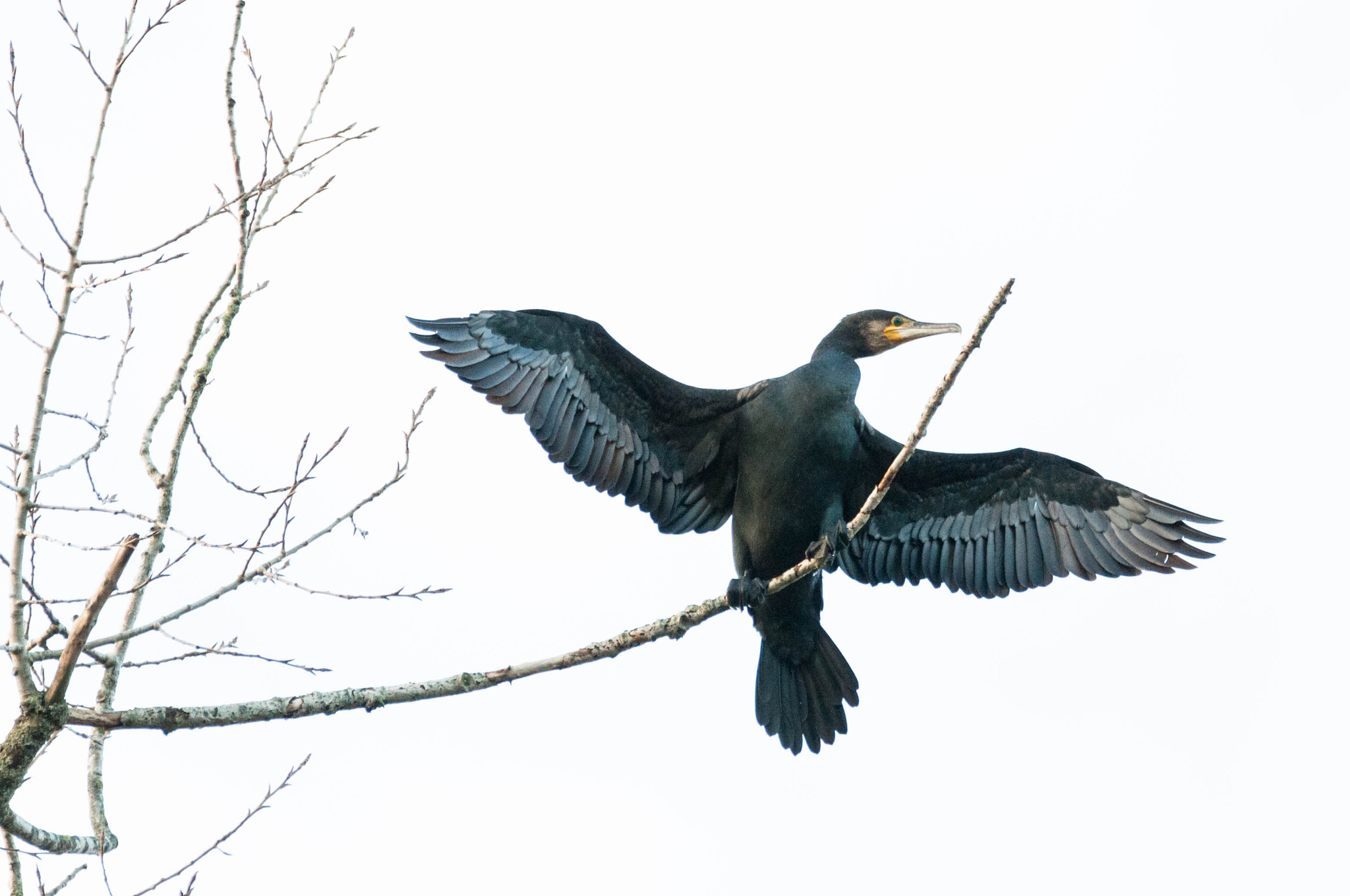Sigma 150-600mm F5-6.3 DG OS HSM | C sample photo. Aalscholver photography
