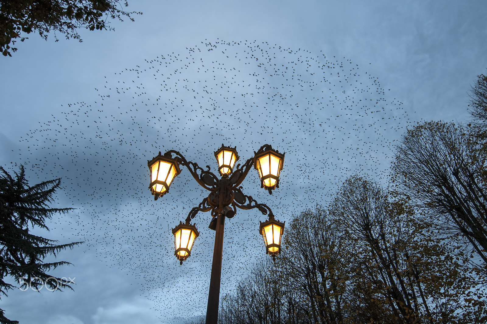 Nikon AF-S Nikkor 14-24mm F2.8G ED sample photo. Sturnus vulgaris photography