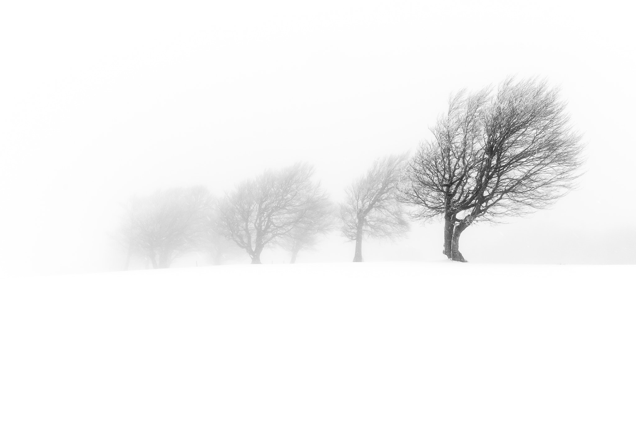 Nikon D300S + Sigma 10-20mm F3.5 EX DC HSM sample photo. Windbeeches in snowstorm photography