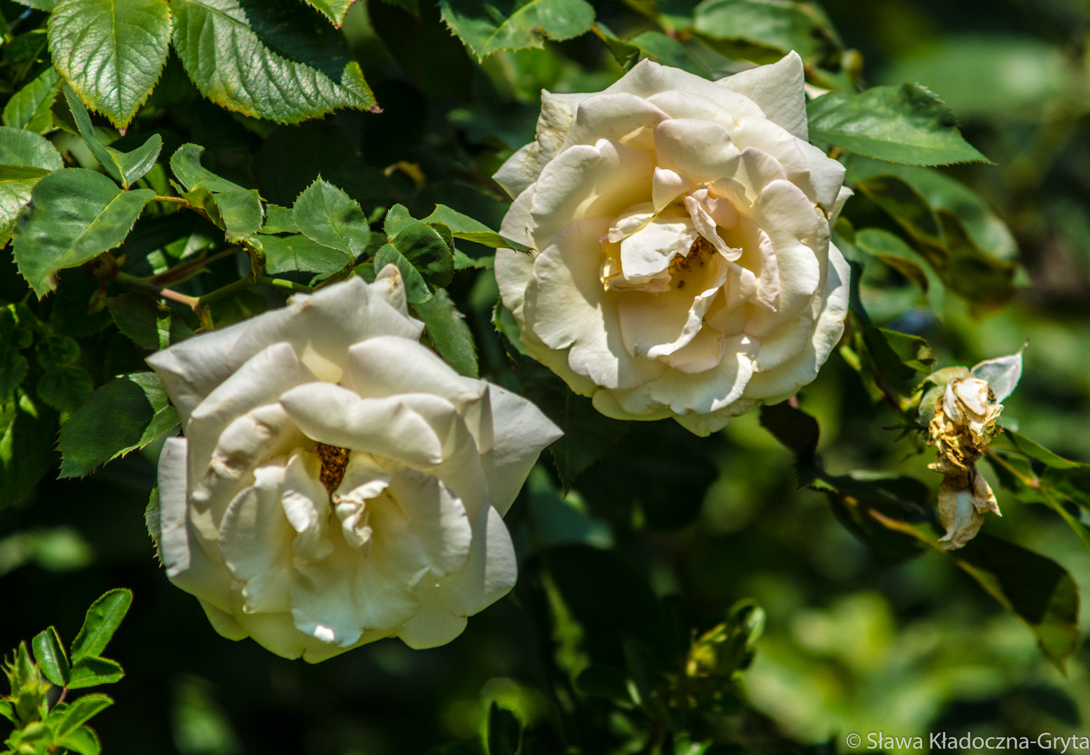 Nikon D7100 + AF Zoom-Nikkor 70-210mm f/4 sample photo. Roses photography