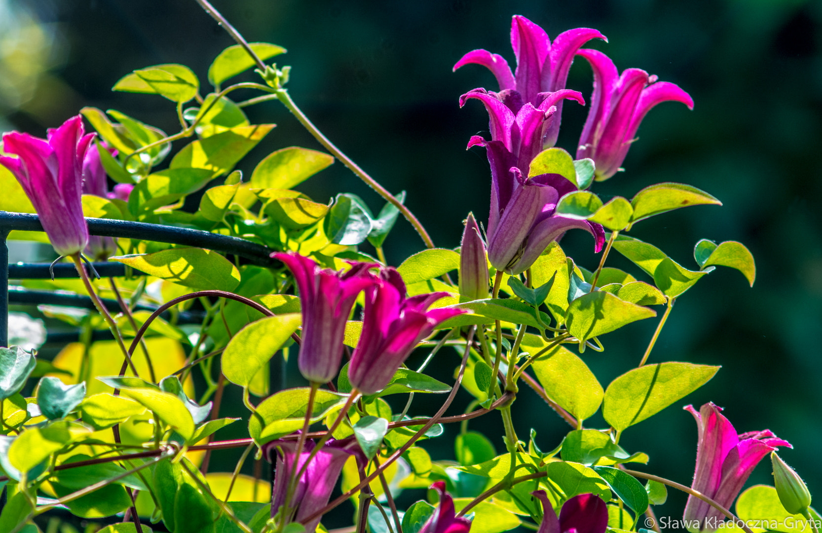 Nikon D7100 + AF Zoom-Nikkor 70-210mm f/4 sample photo. Flowers photography