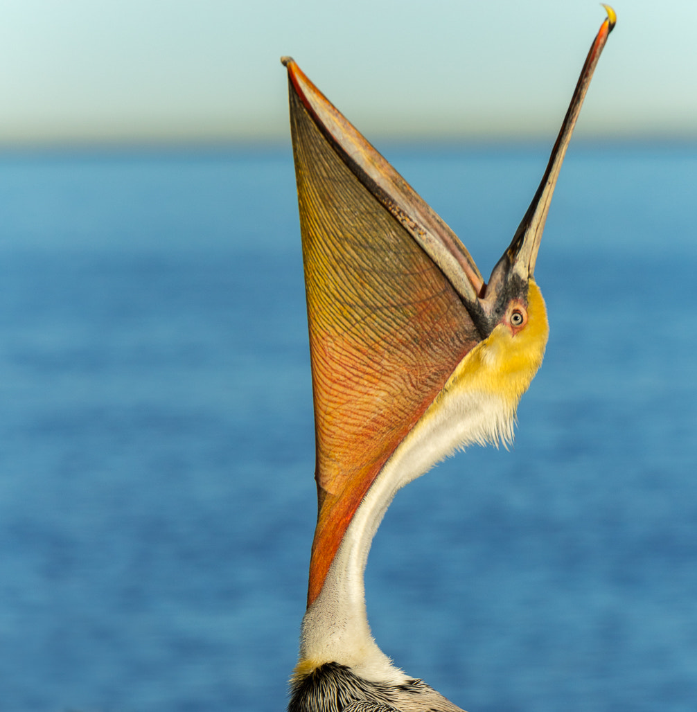 Canon EF 70-200mm F2.8L IS USM sample photo. Brown pelican photography