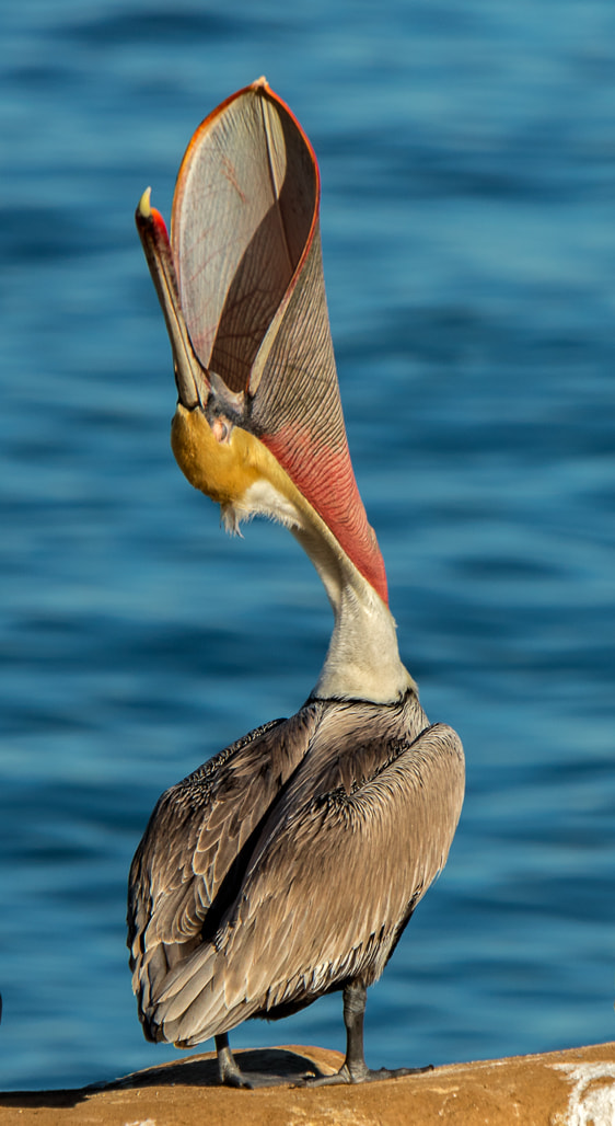 Canon EF 70-200mm F2.8L IS USM sample photo. Brown pelican photography