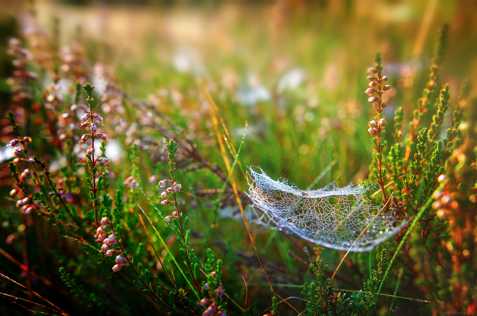 Pentax K-5 + Sigma 18-35mm F1.8 DC HSM Art sample photo. Autumn in the valaam islands..._44_ photography
