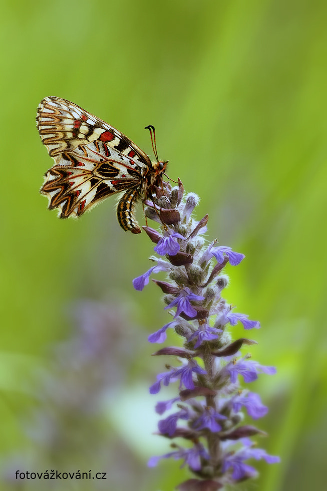 Sigma 150mm f/2.8 EX DG OS HSM APO Macro sample photo. Southern festoon ,zerynthia polyxena photography
